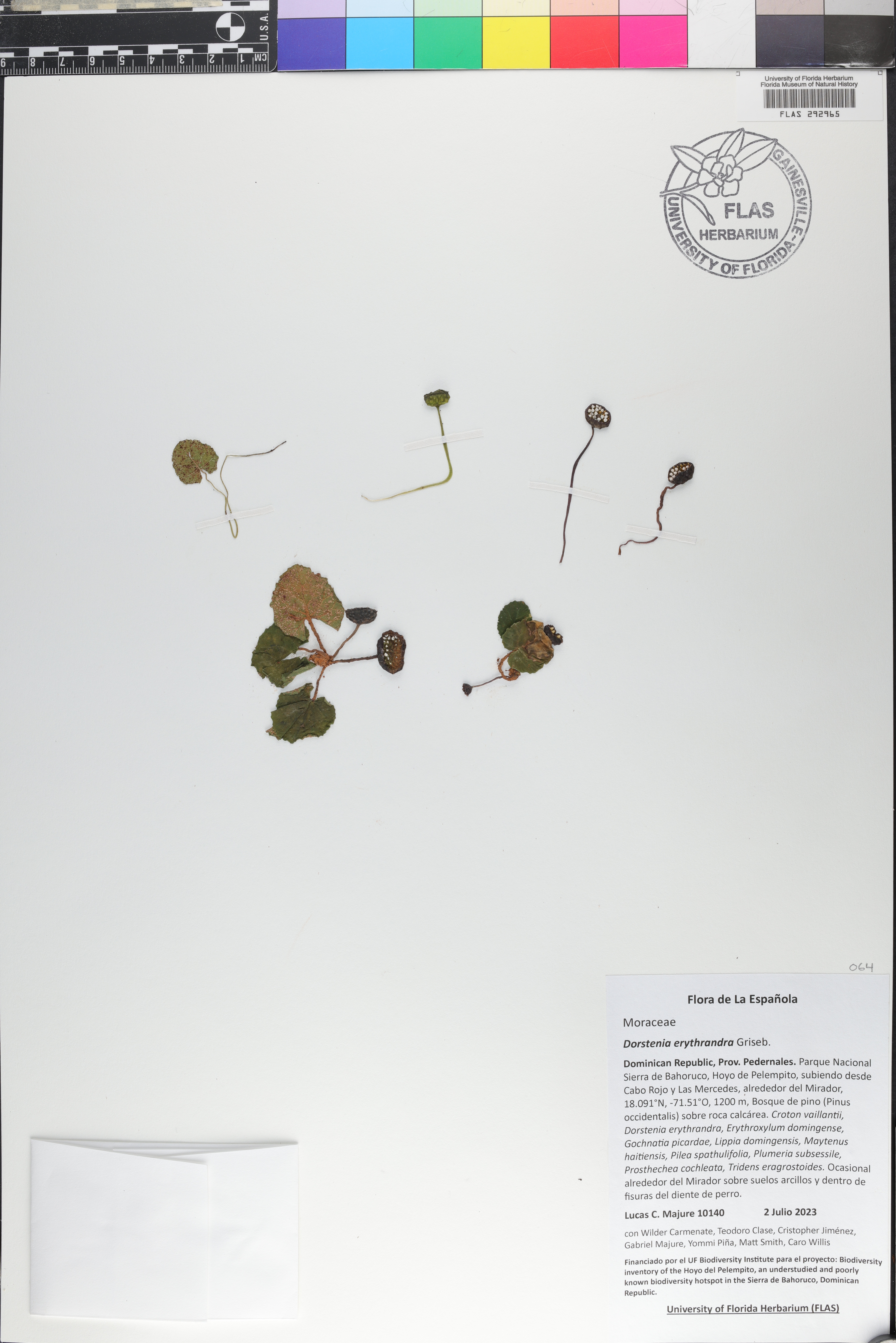 Dorstenia erythrandra image
