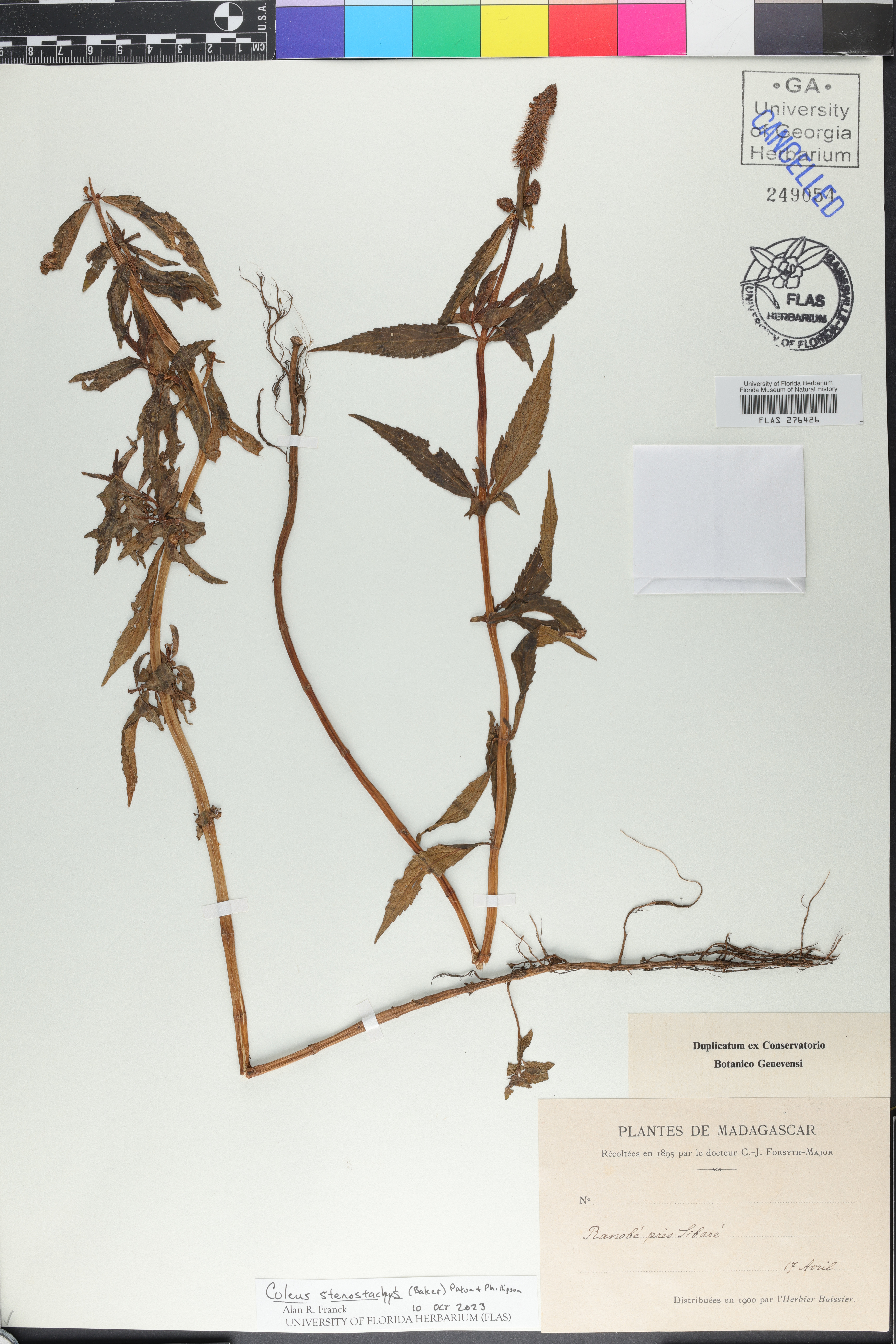 Coleus stenostachys image