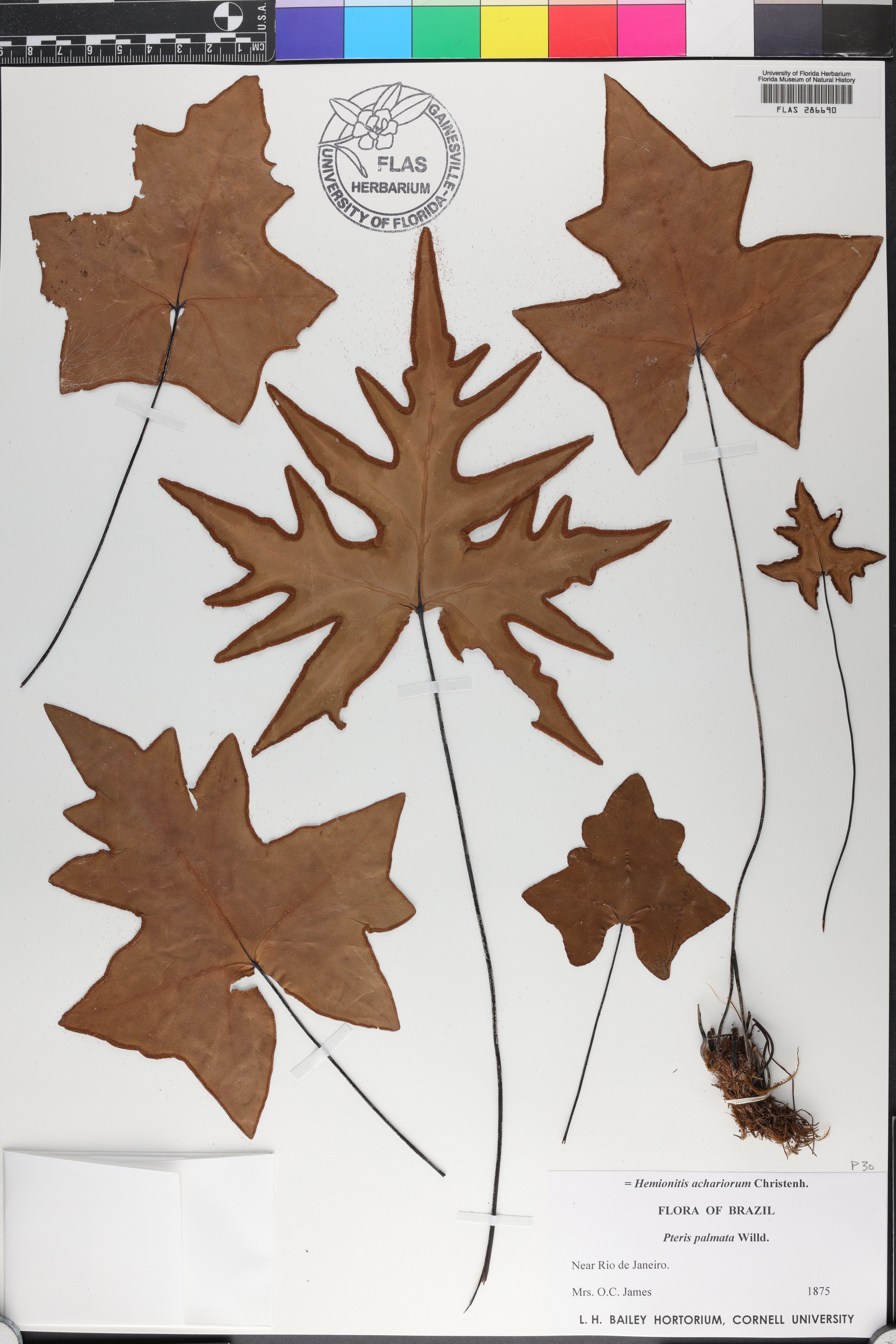 Doryopteris palmata image