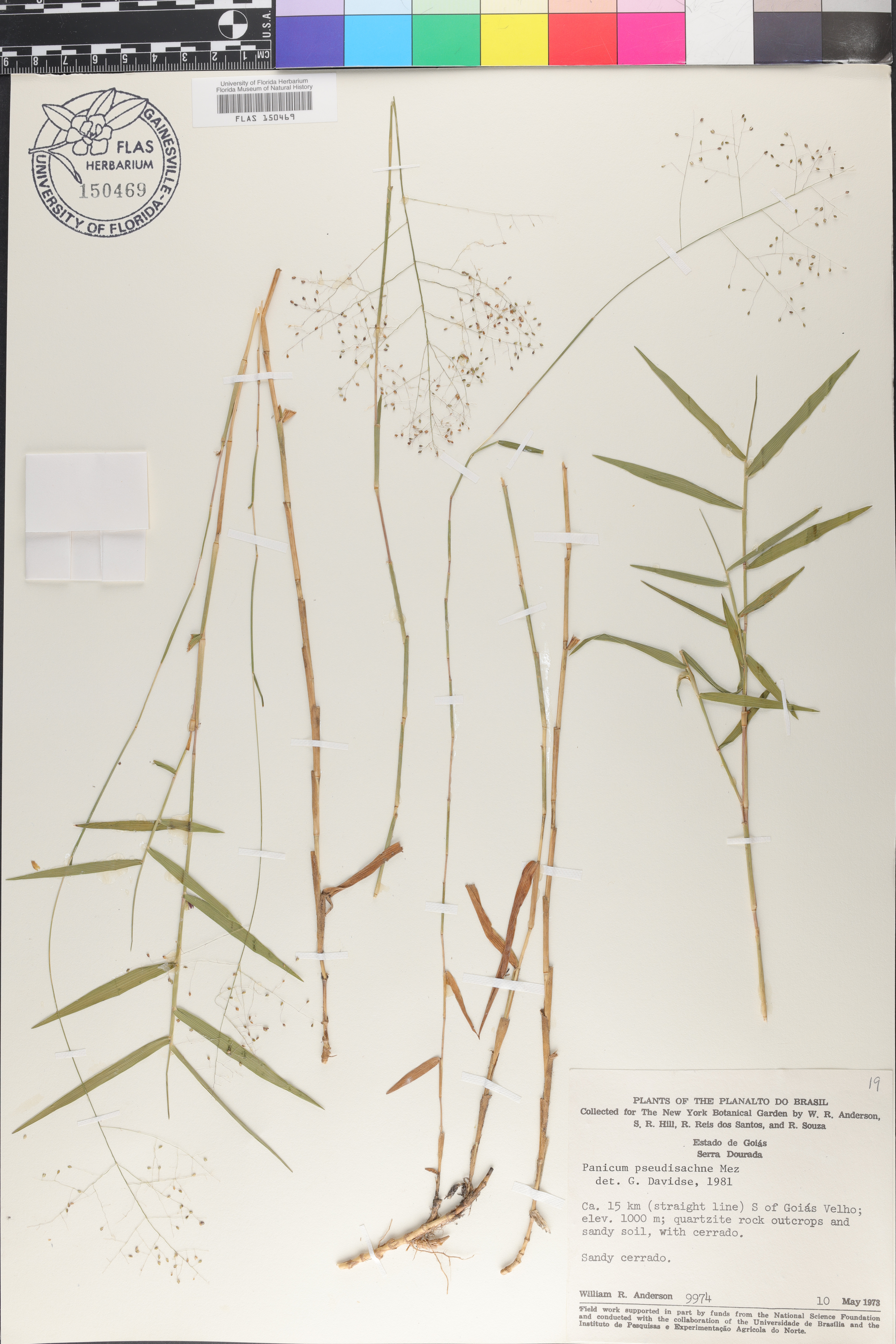 Panicum pseudisachne image