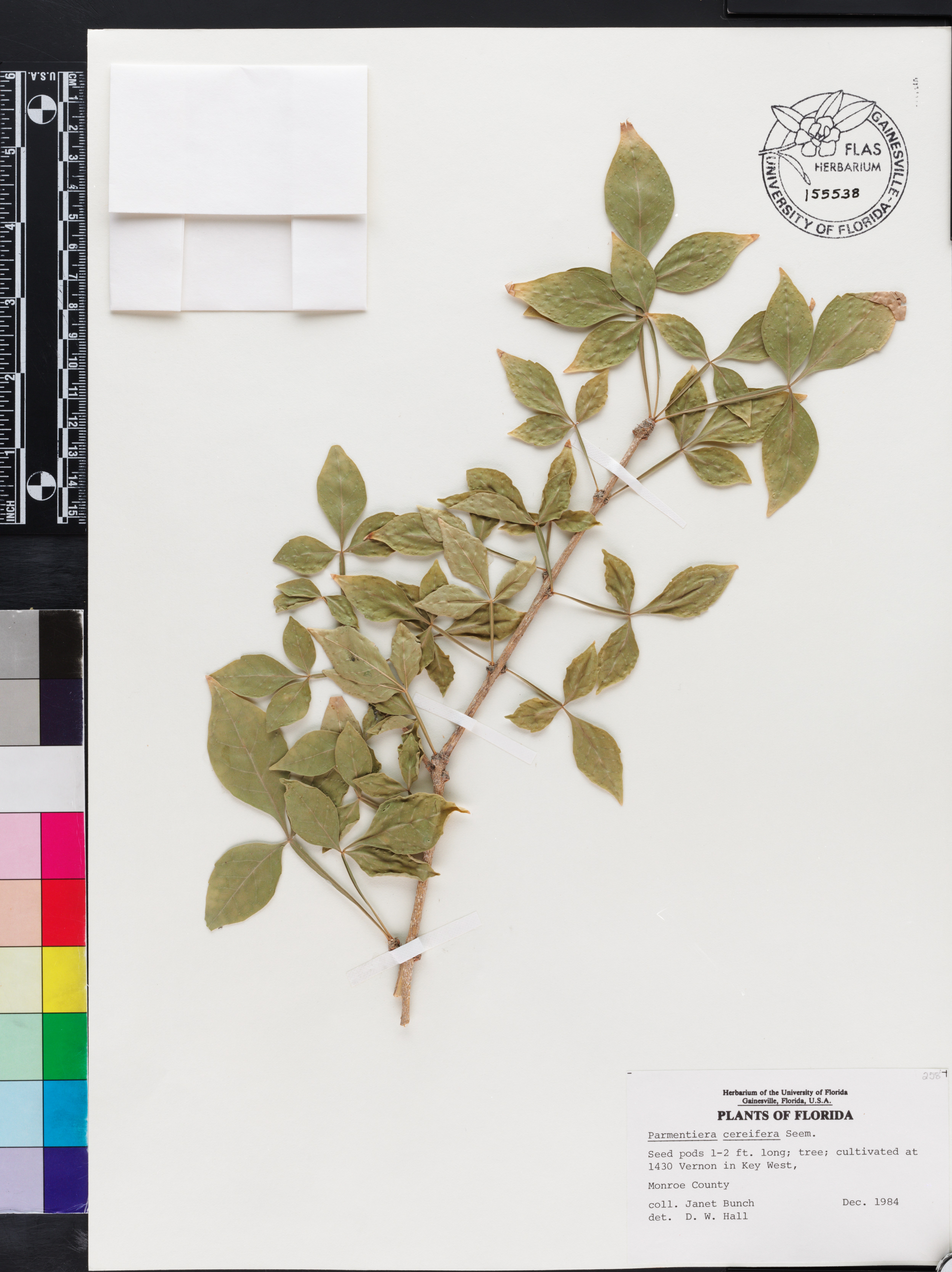 Parmentiera cereifera image