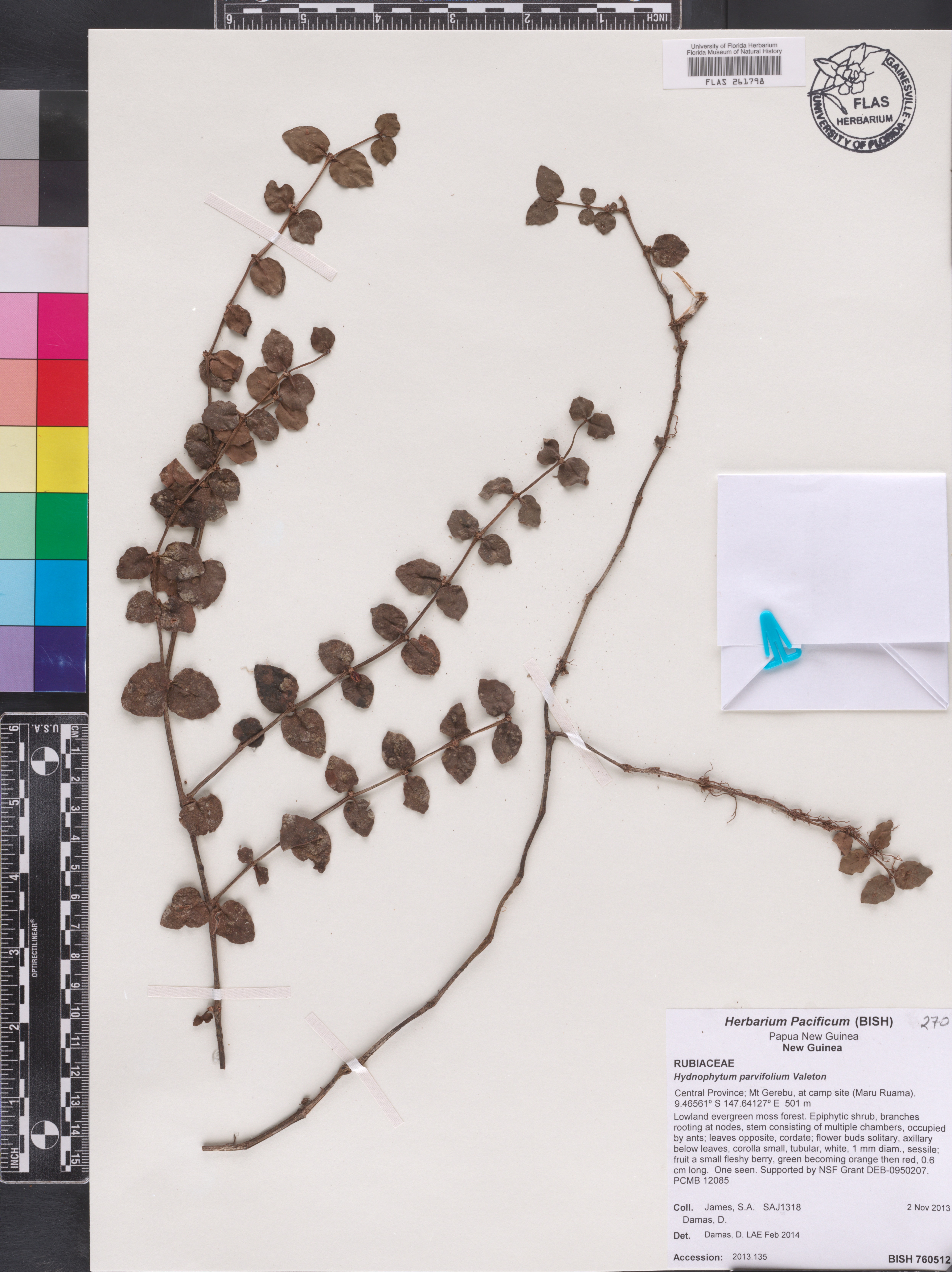 Hydnophytum parvifolium image