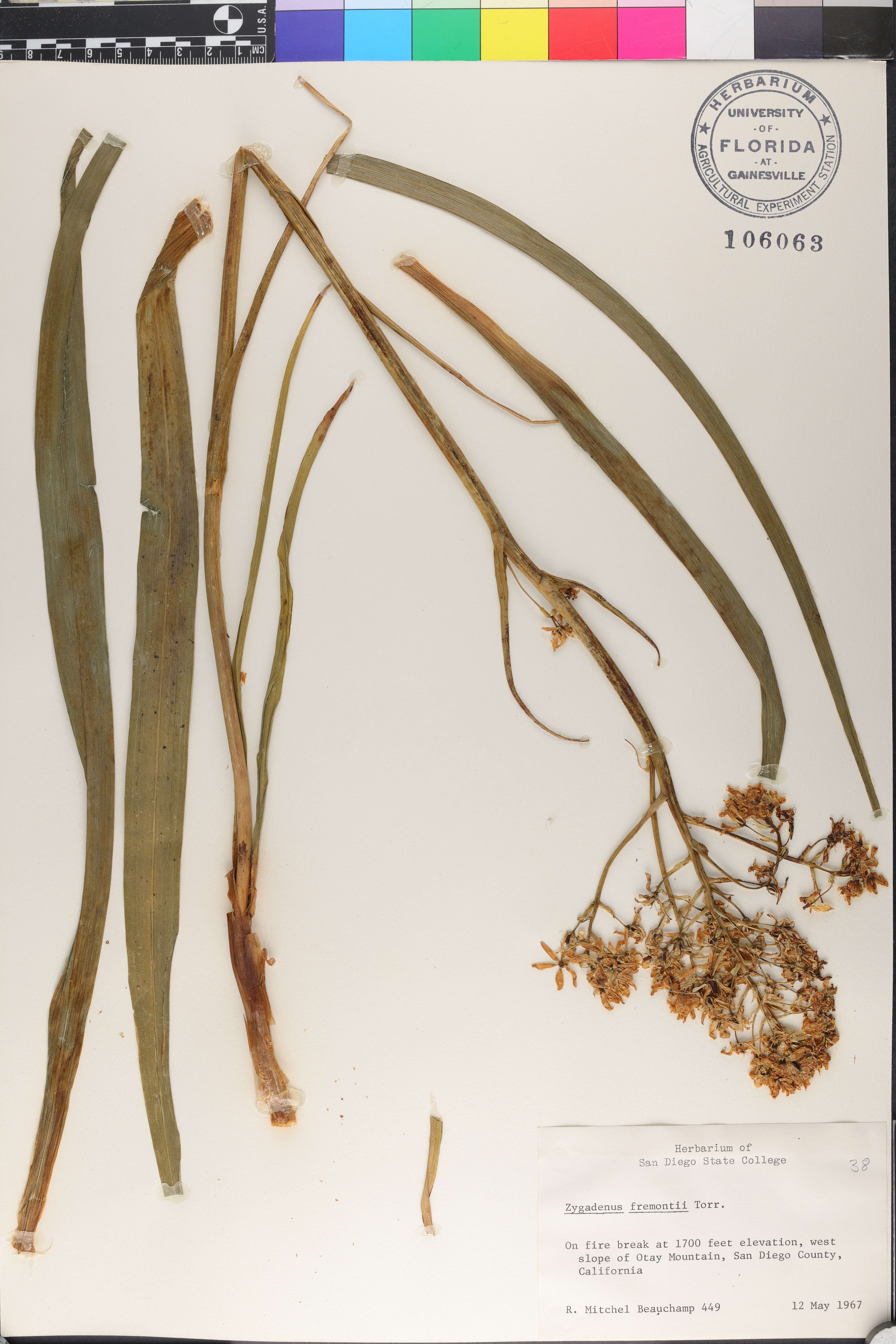 Zigadenus fremontii image