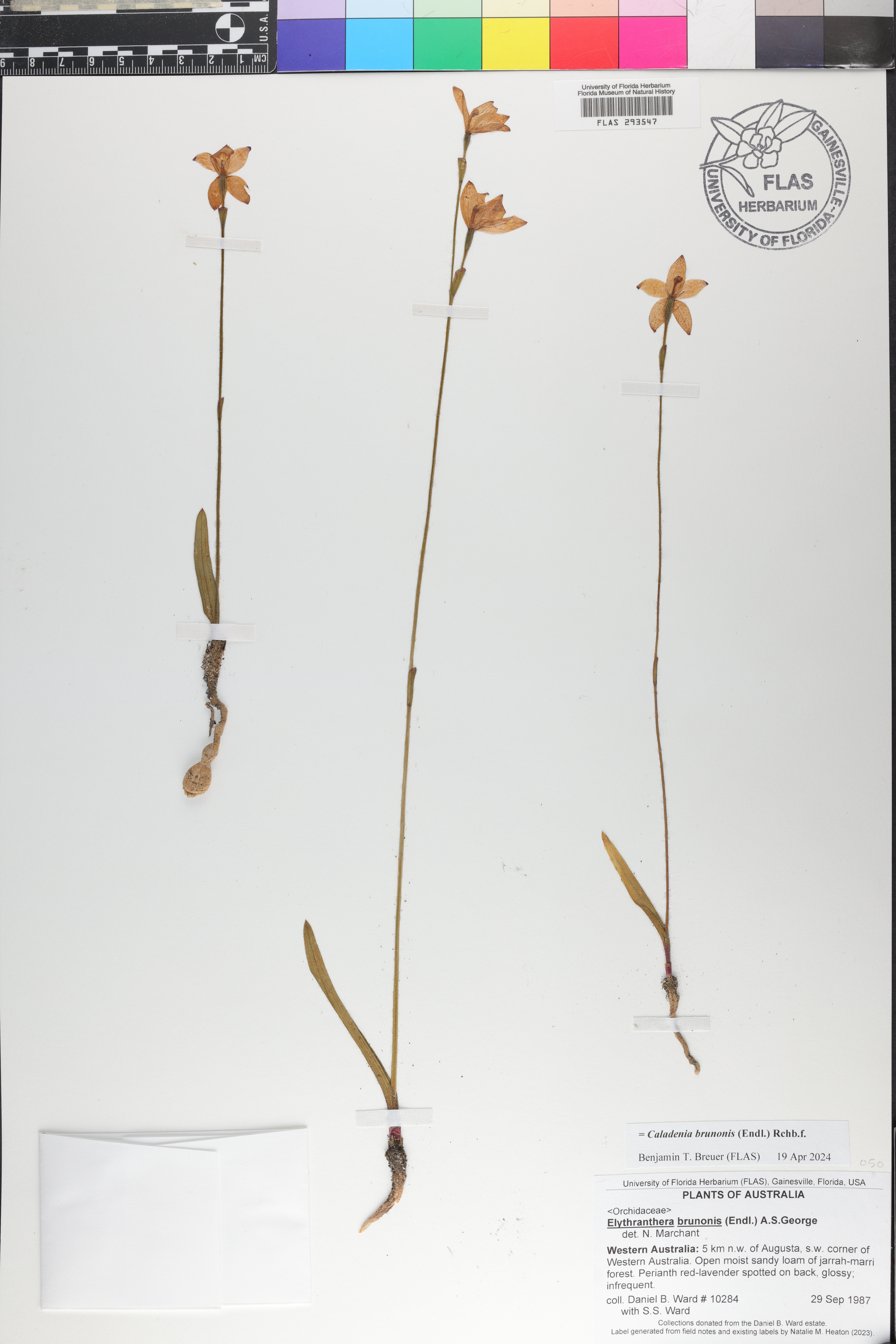 Caladenia brunonis image