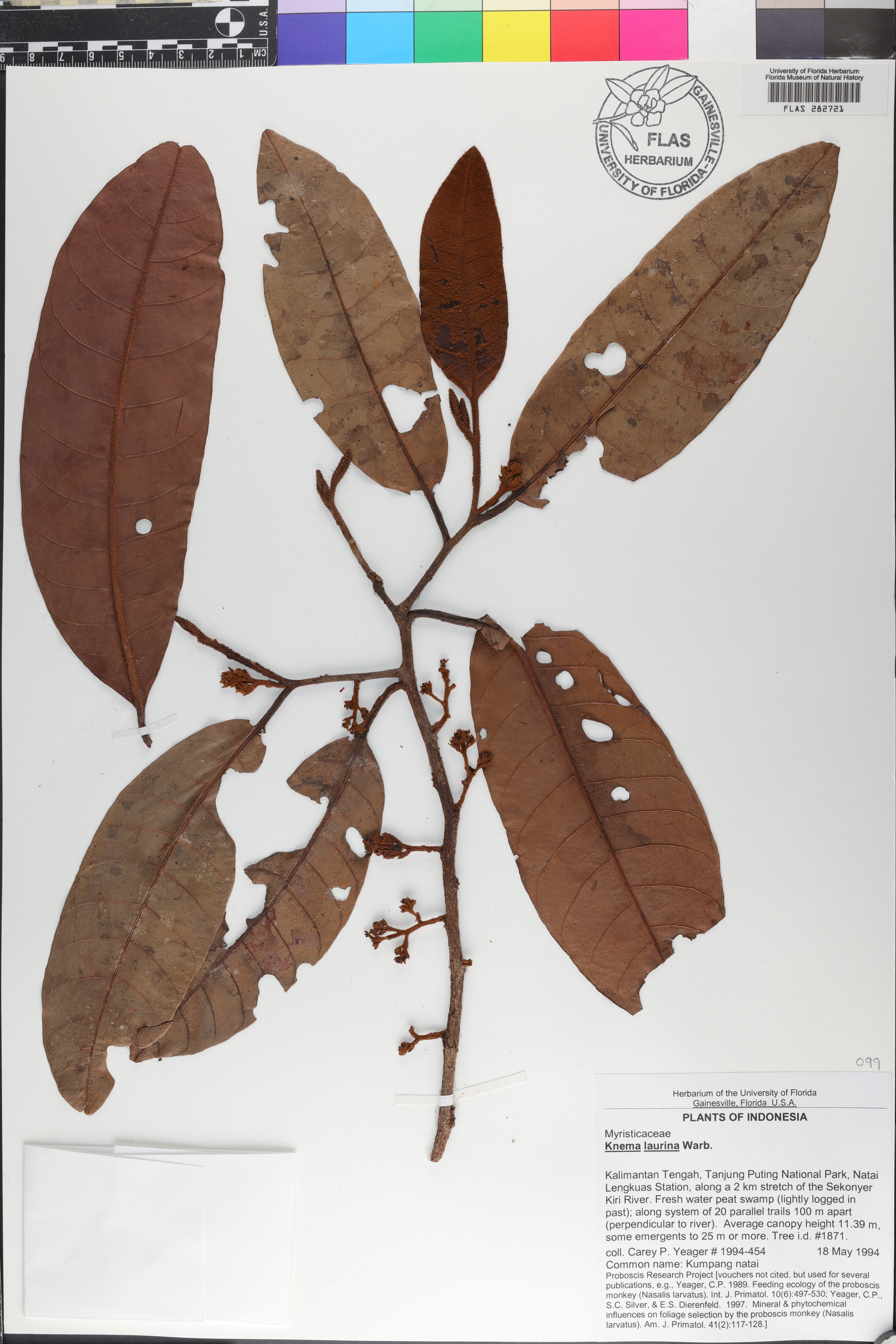 Knema laurina image