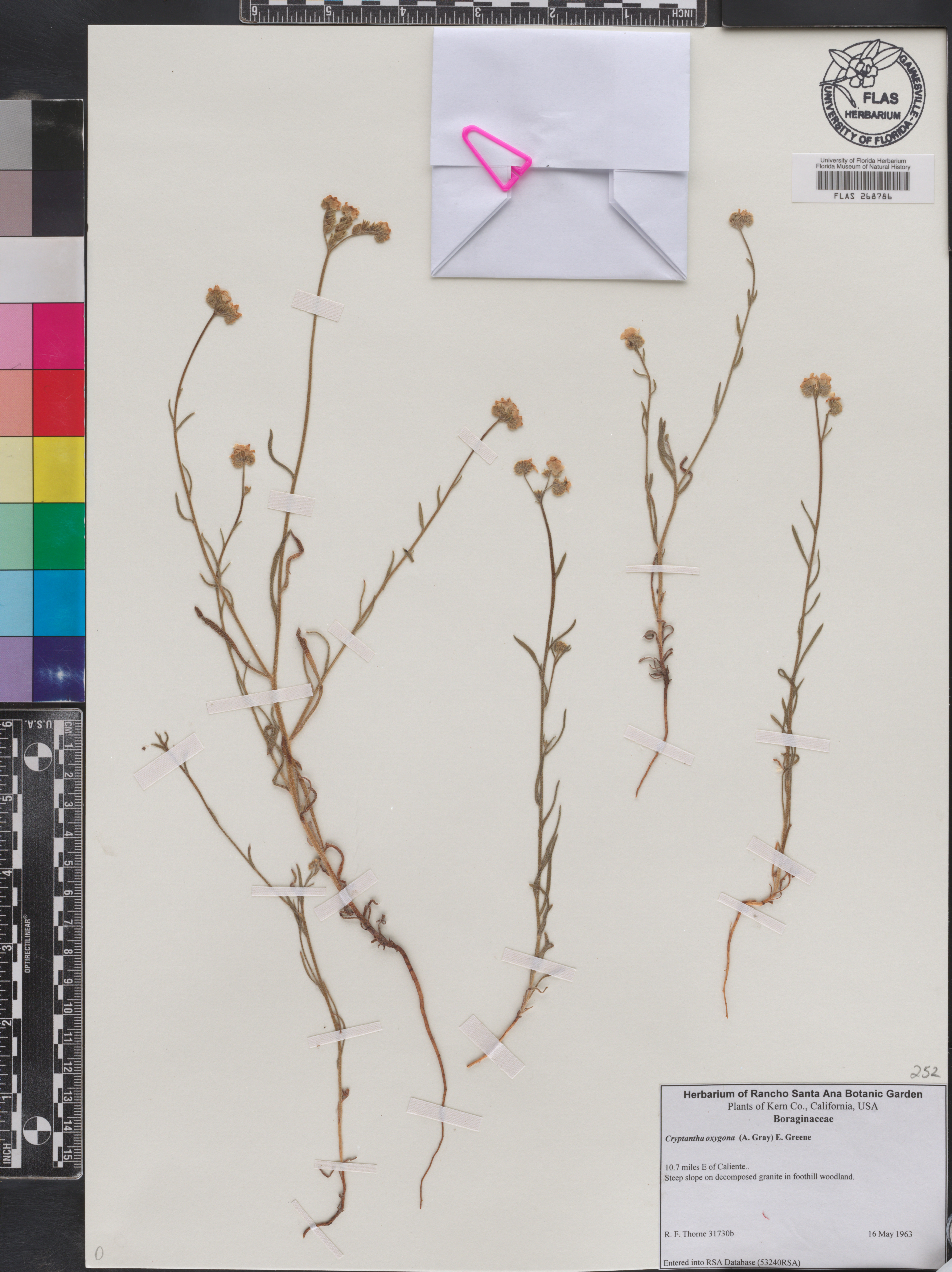 Cryptantha oxygona image