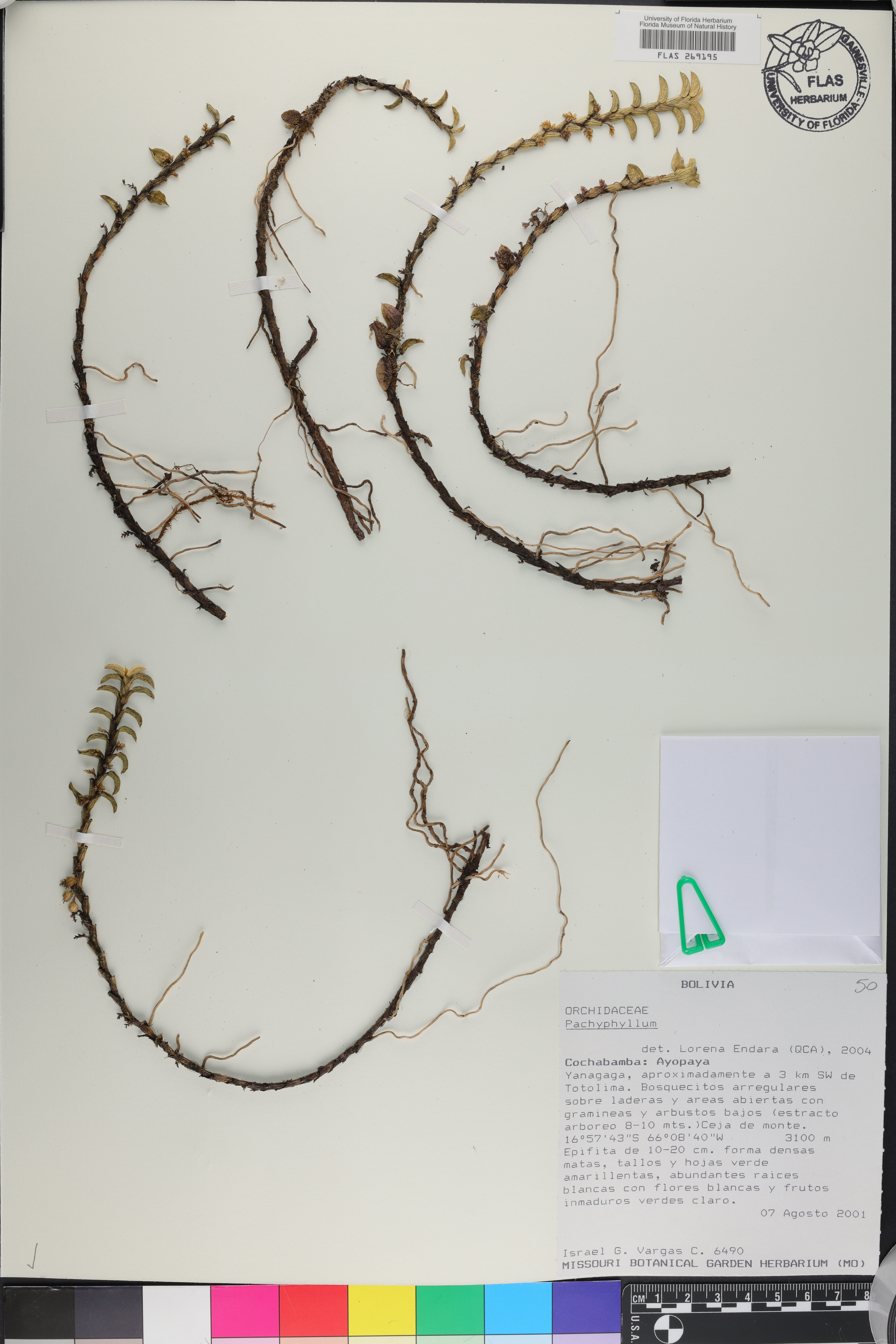 Pachyphyllum