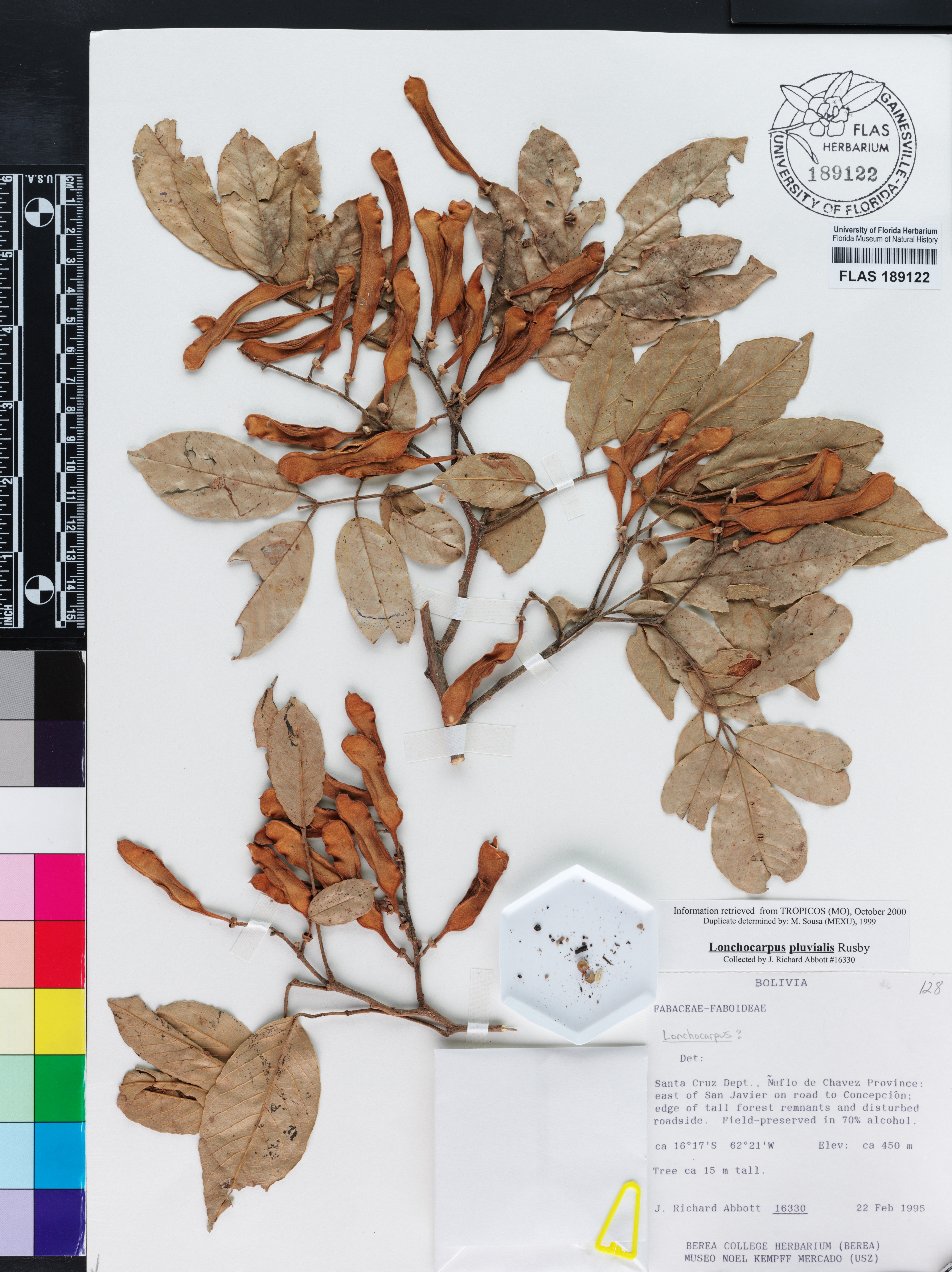 Lonchocarpus pluvialis image
