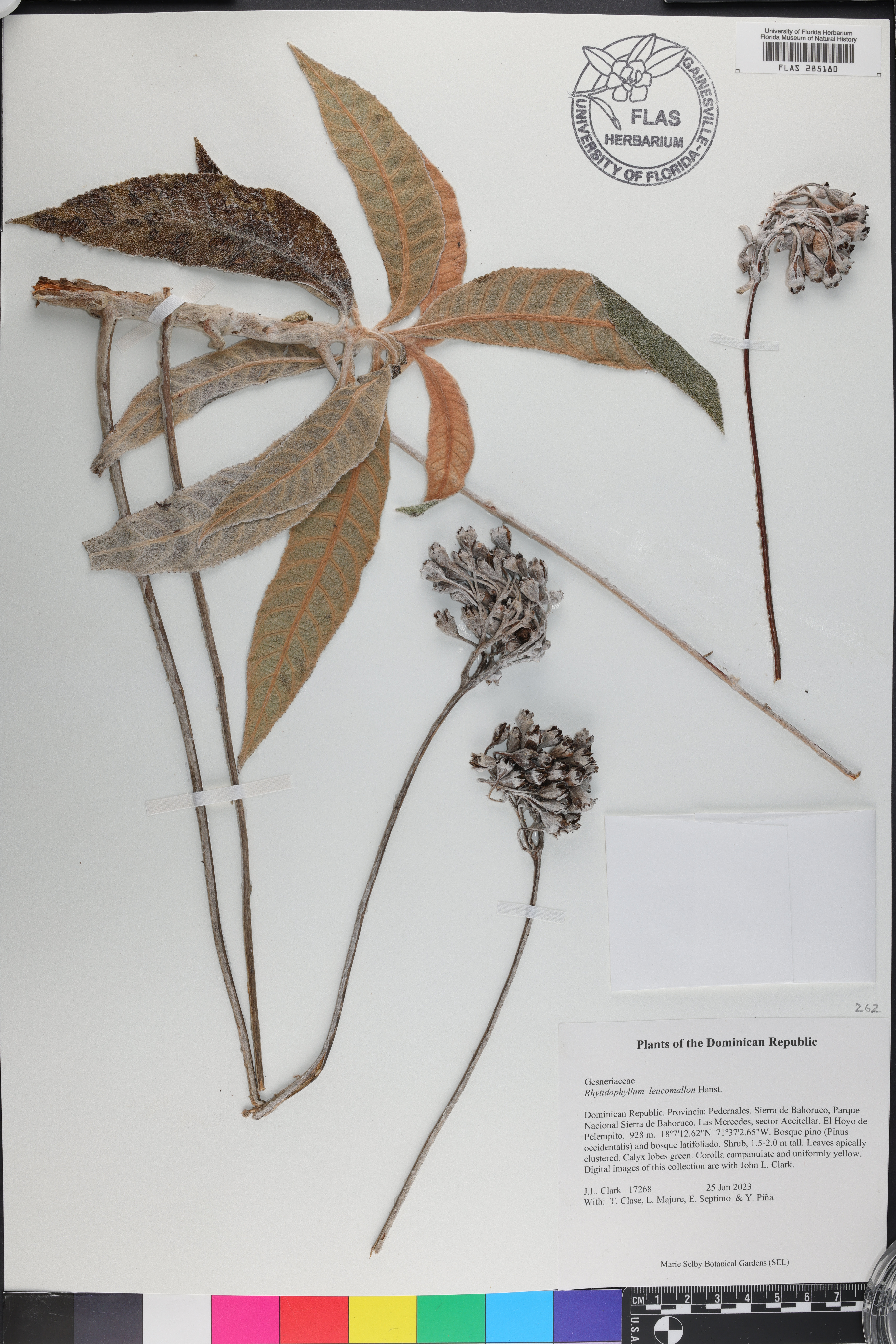 Rhytidophyllum leucomallon image