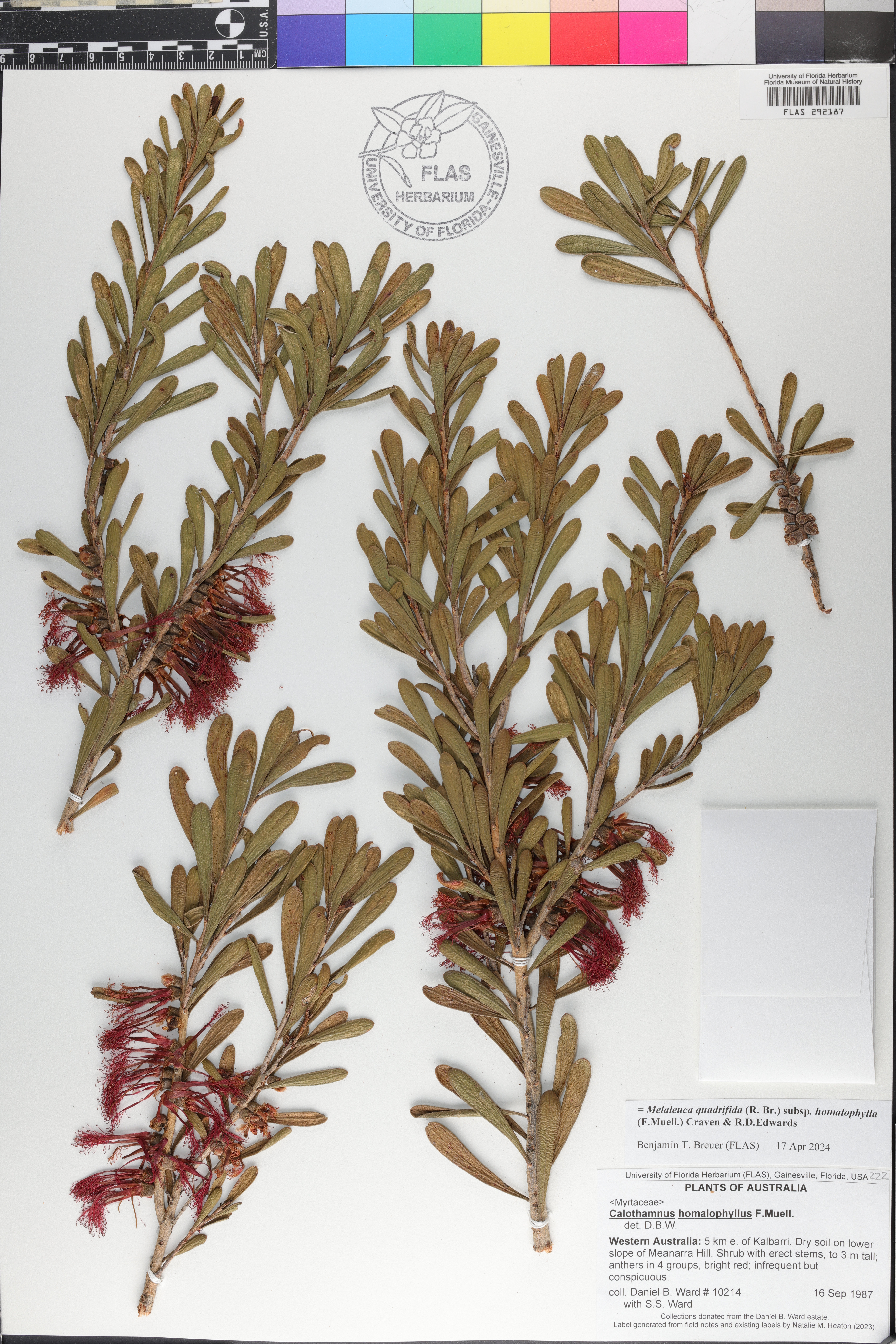 Melaleuca quadrifida image