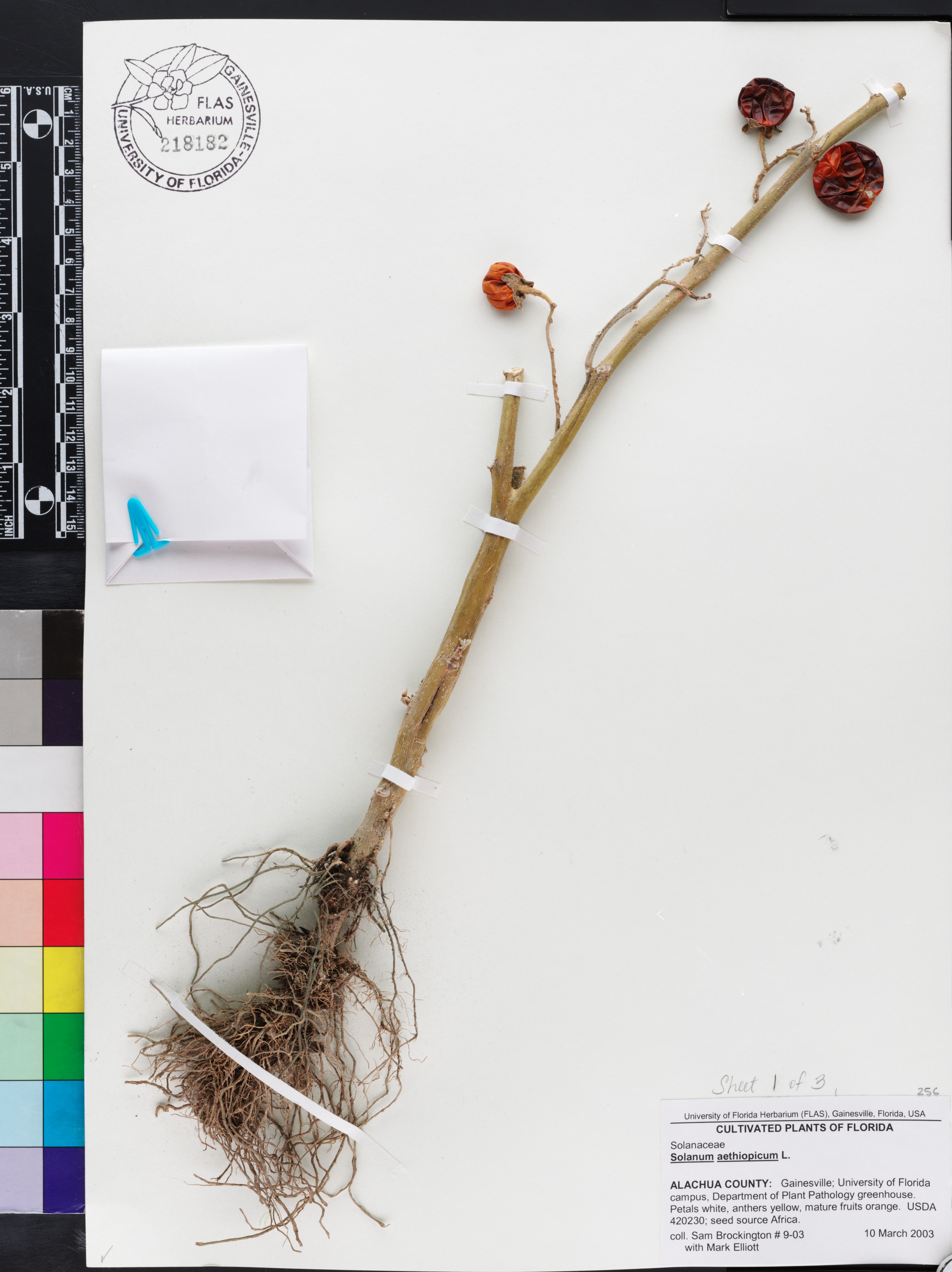 Solanum aethiopicum image