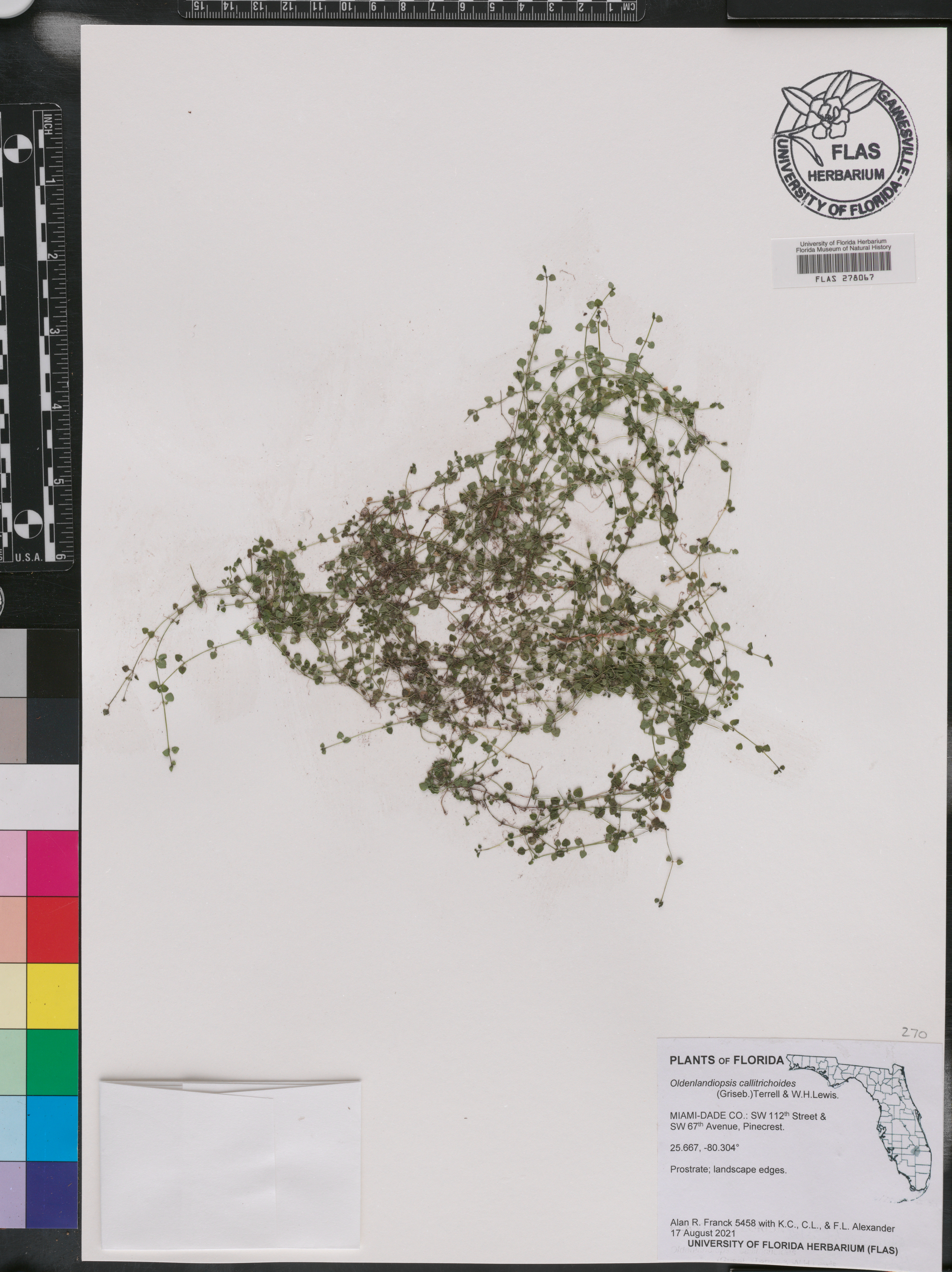 Oldenlandiopsis callitrichoides image