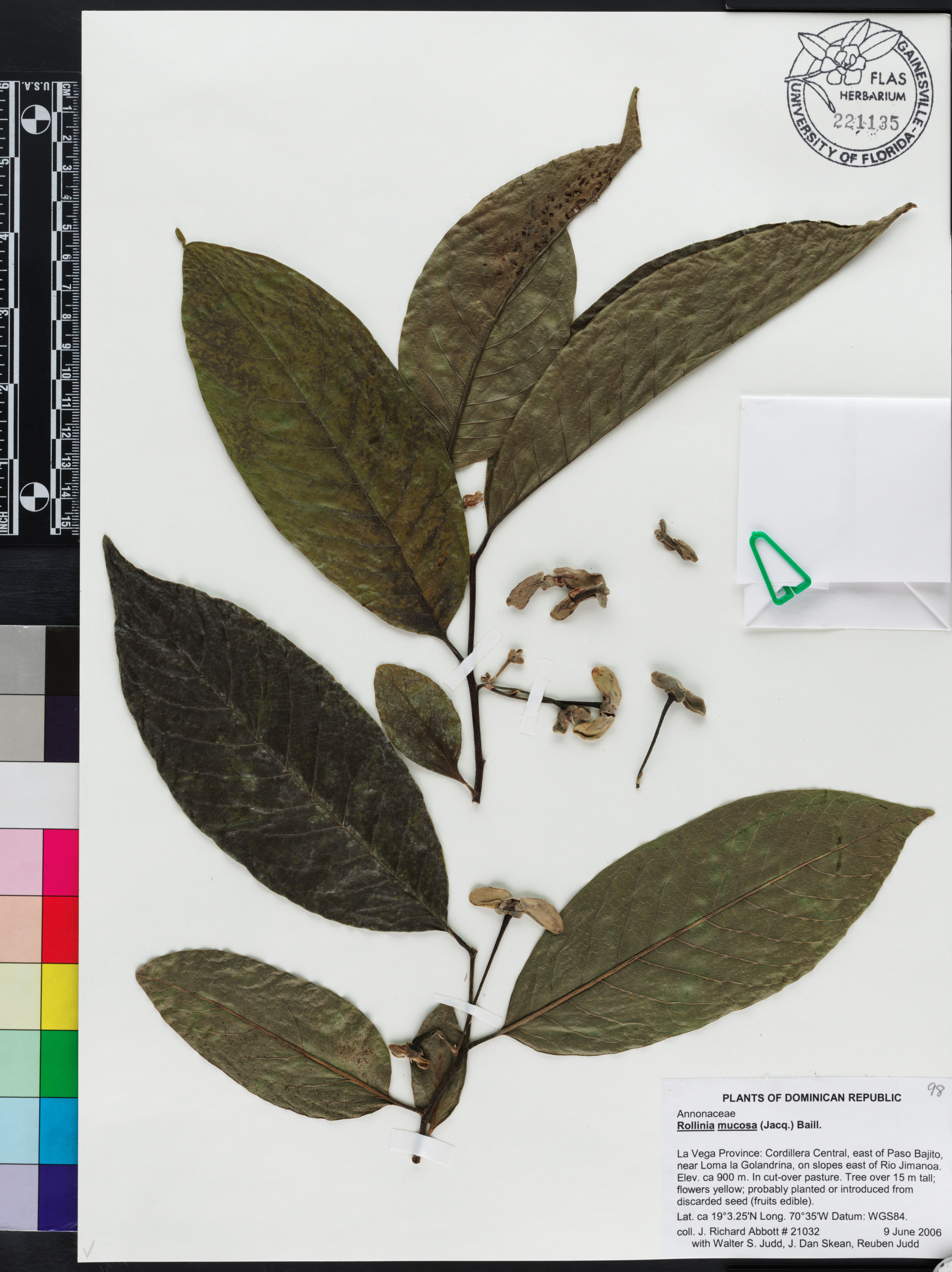 Rollinia mucosa image