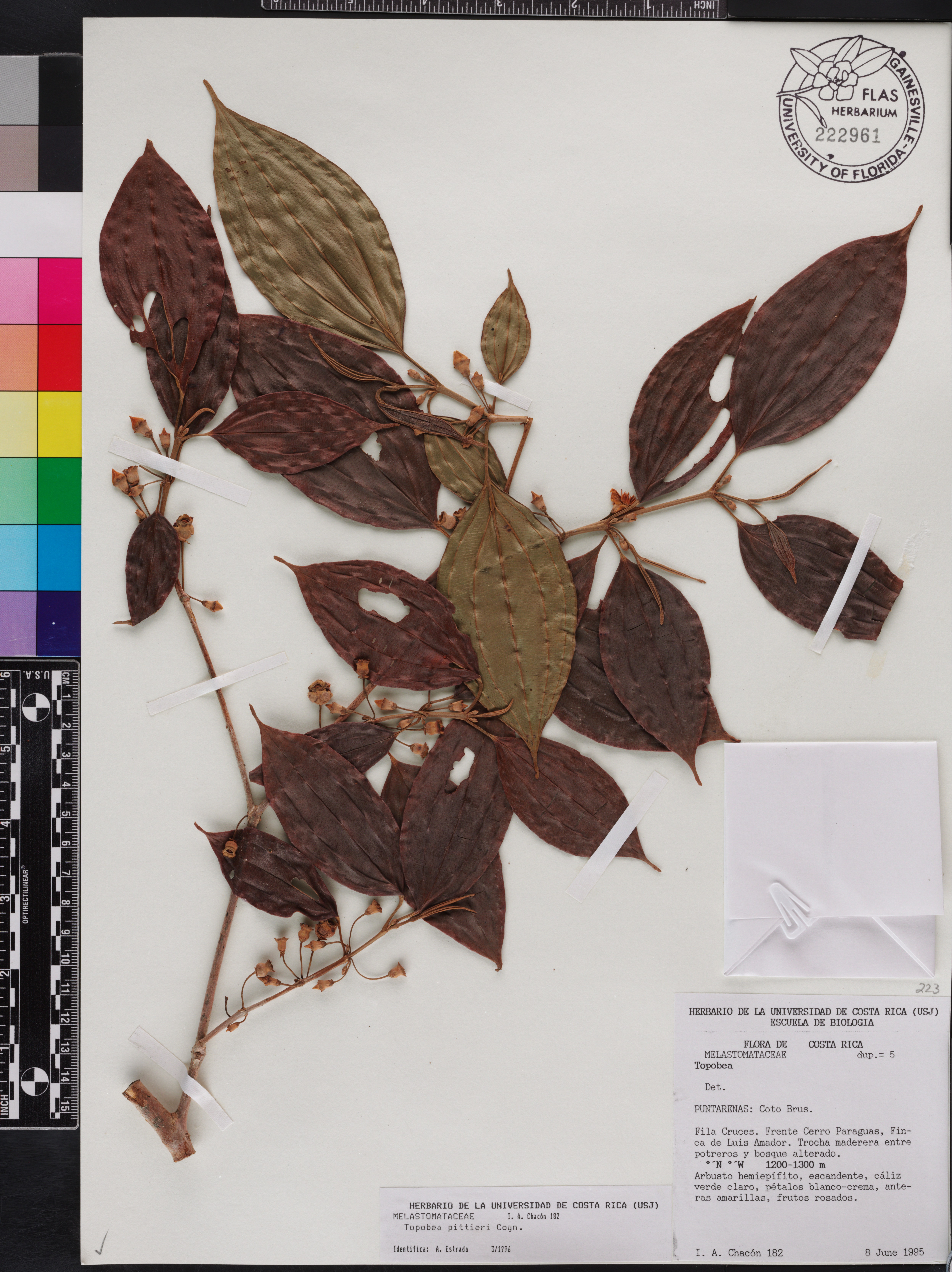 Blakea henripittieri image