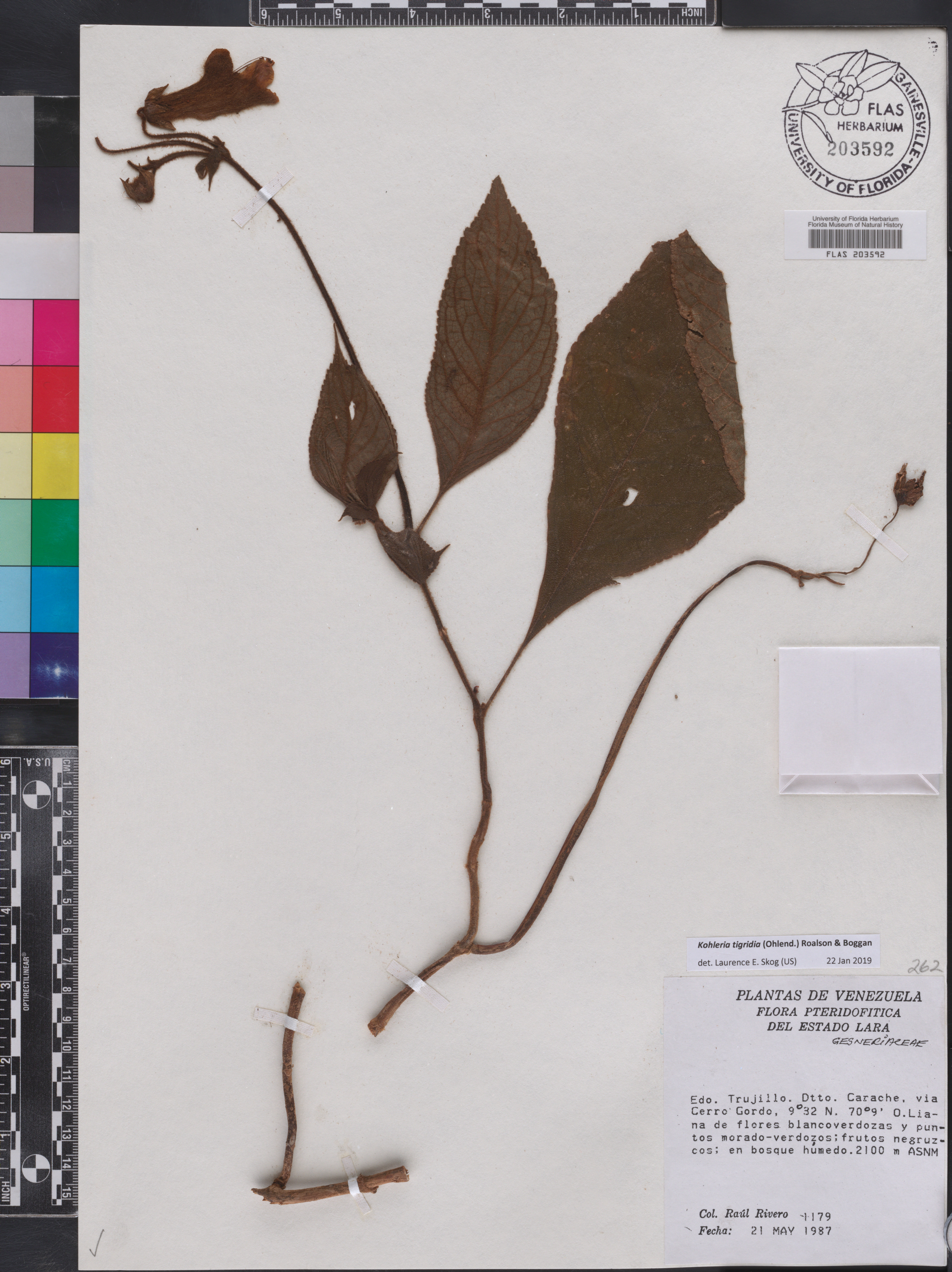 Kohleria tigridia image
