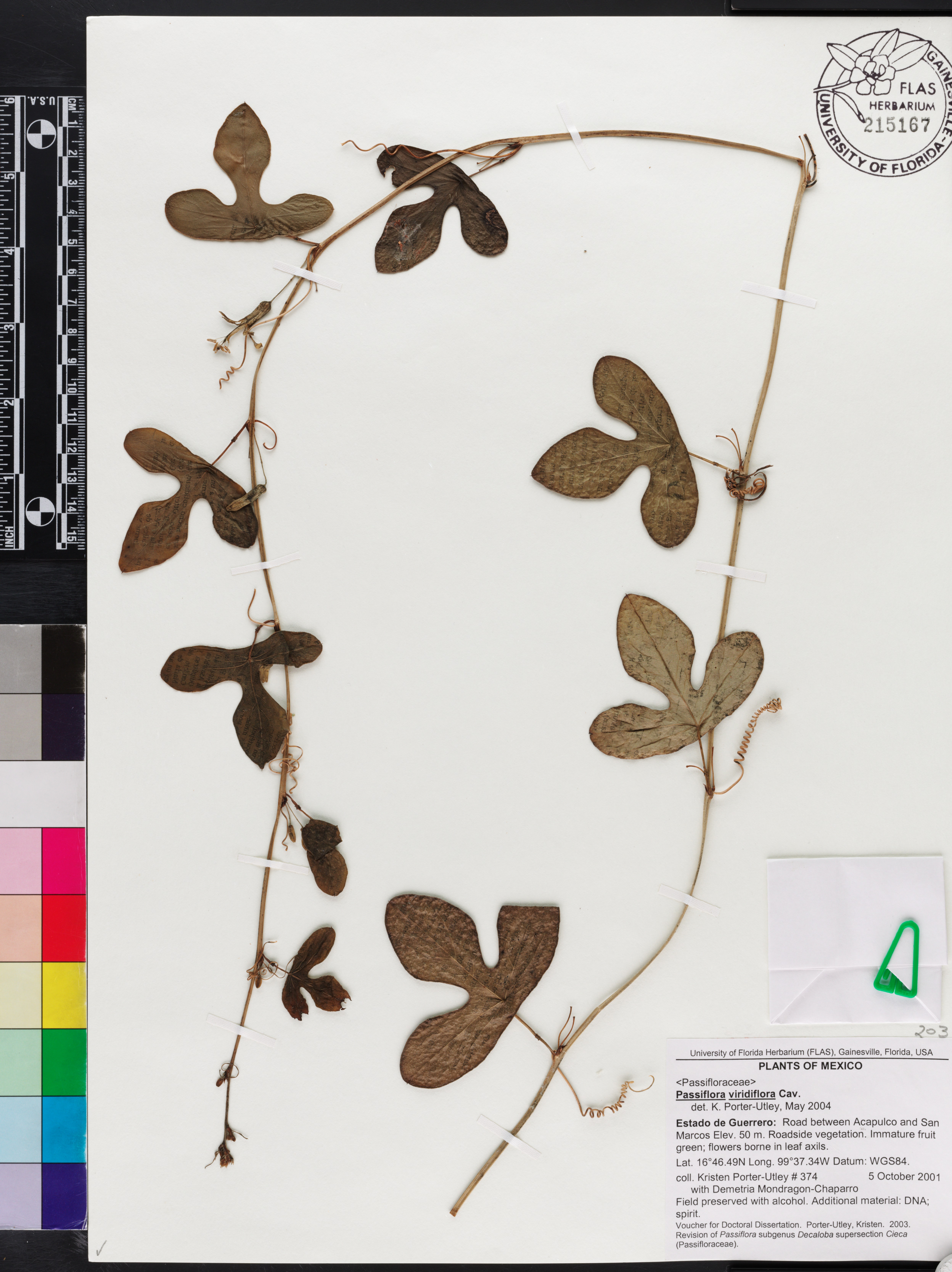 Passiflora viridiflora image