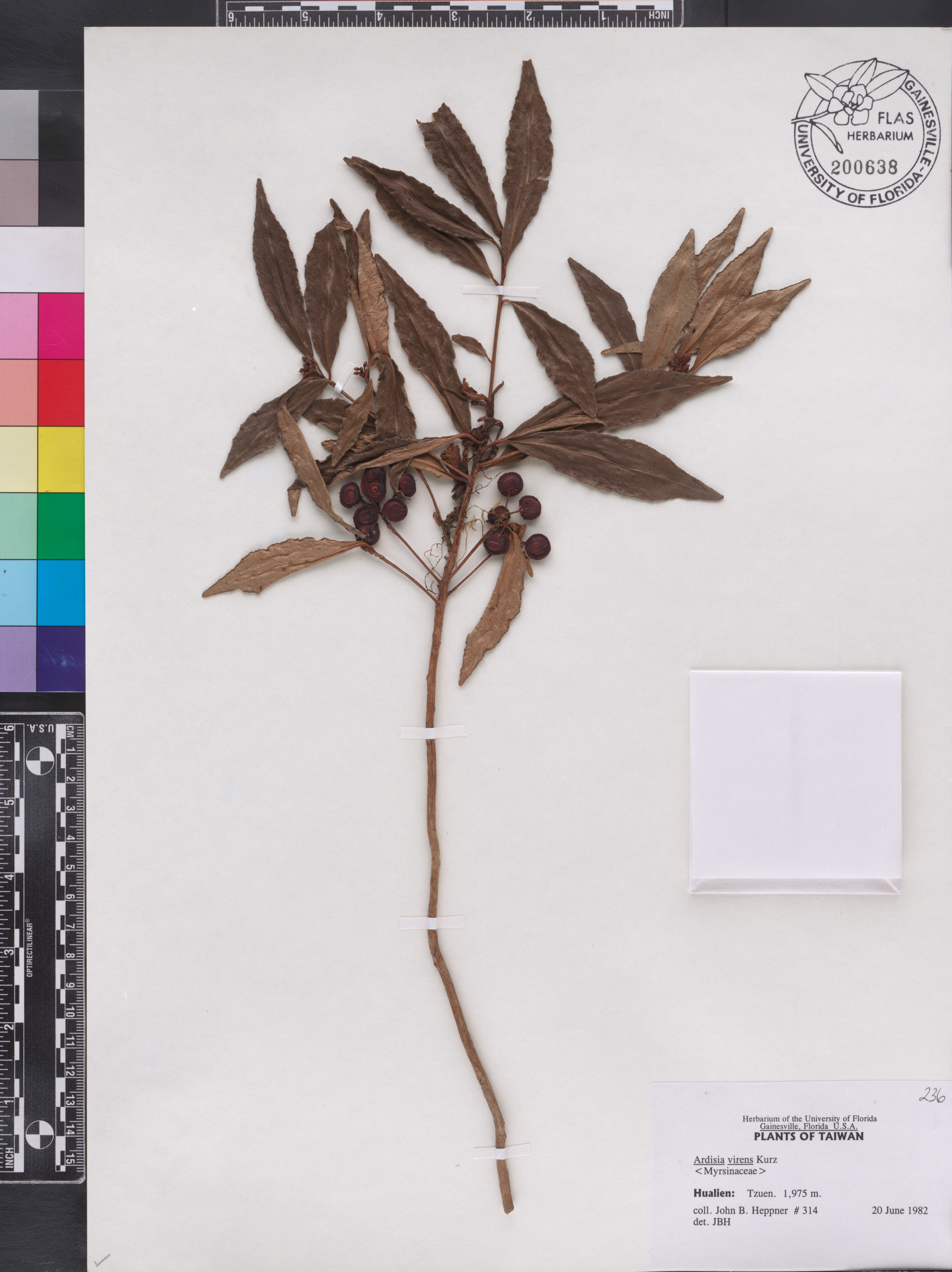 Ardisia polysticta subsp. polysticta image