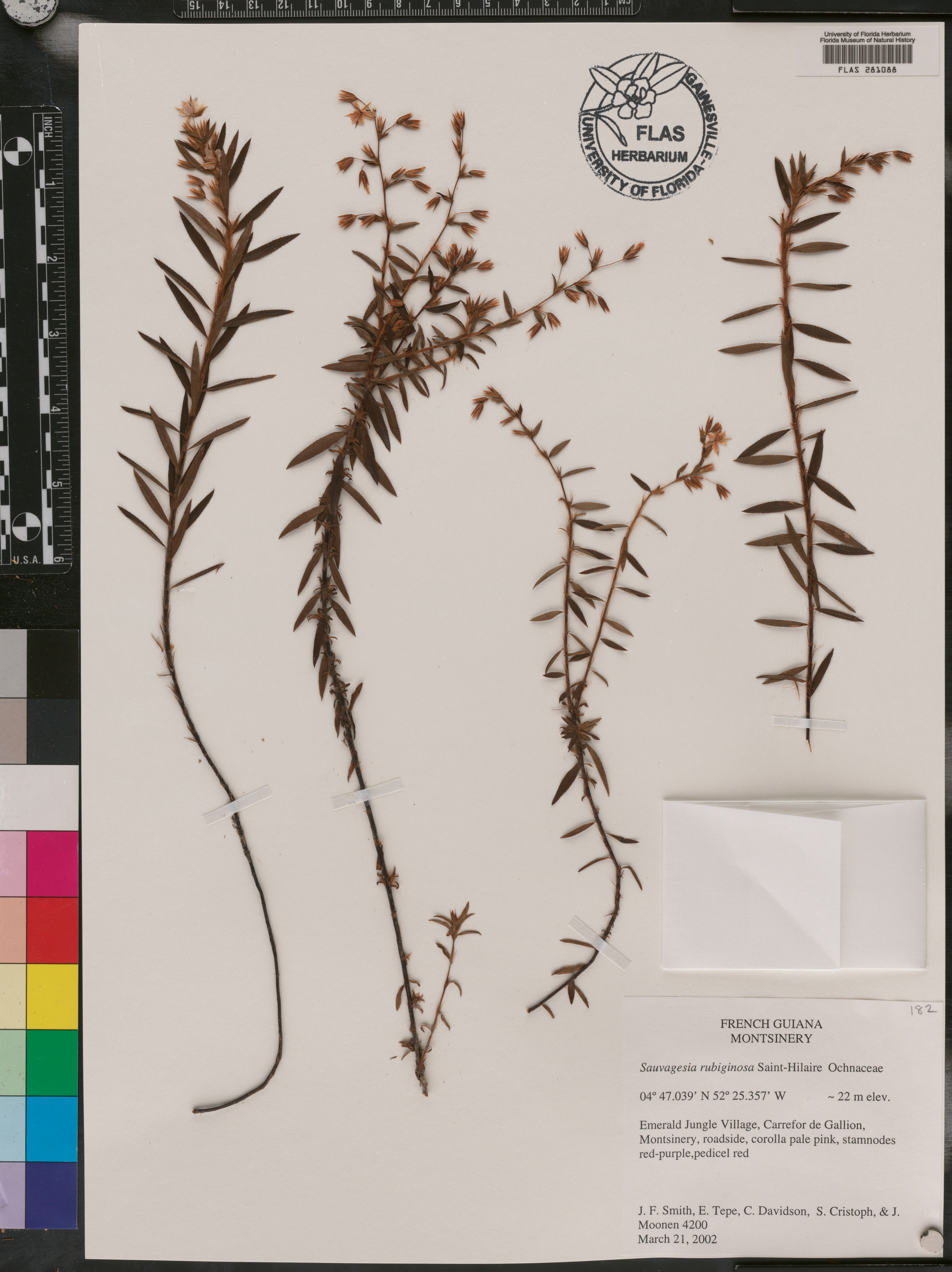 Sauvagesia rubiginosa image