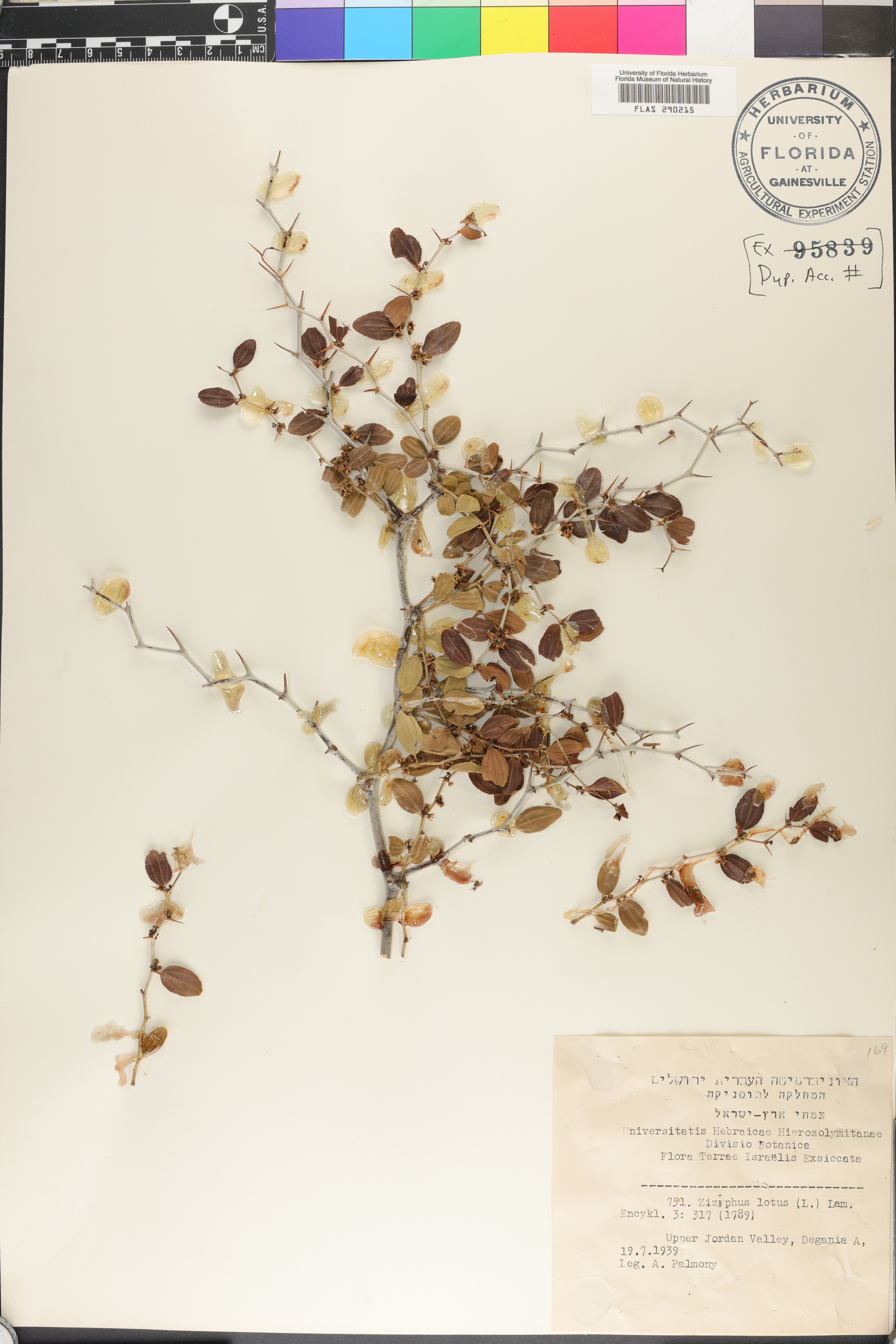 Ziziphus lotus image