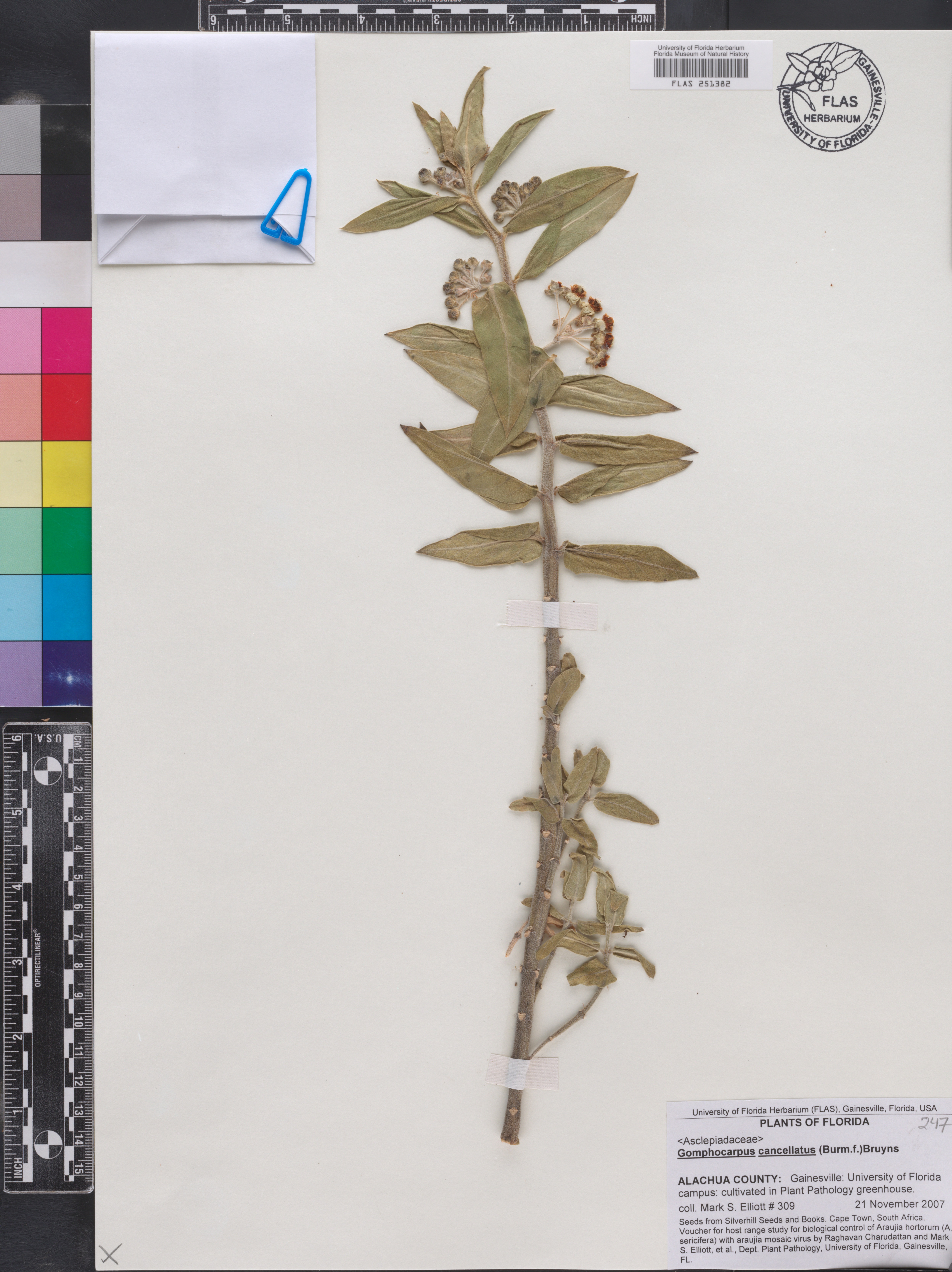 Gomphocarpus cancellatus image
