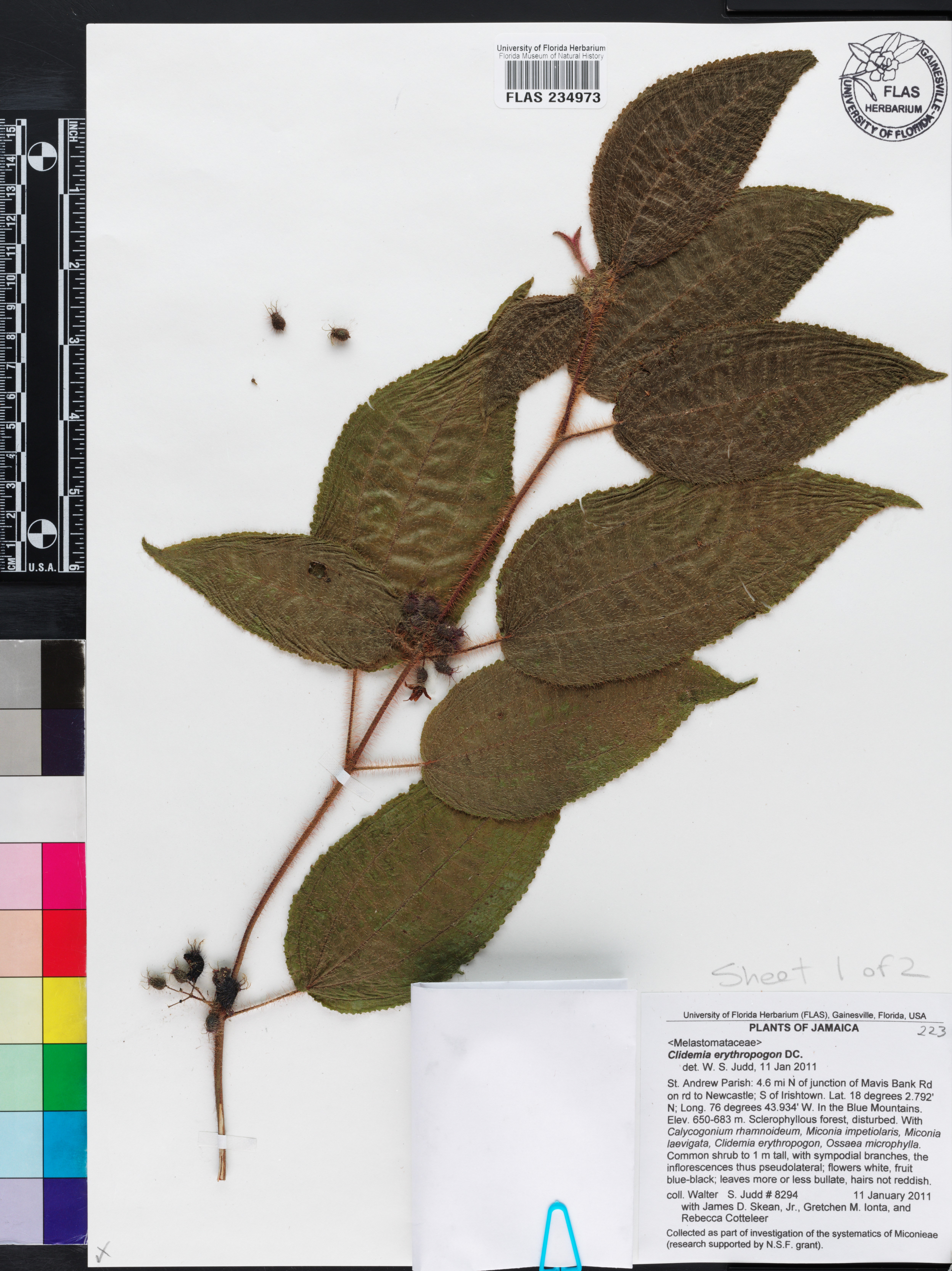 Miconia erythropogon image