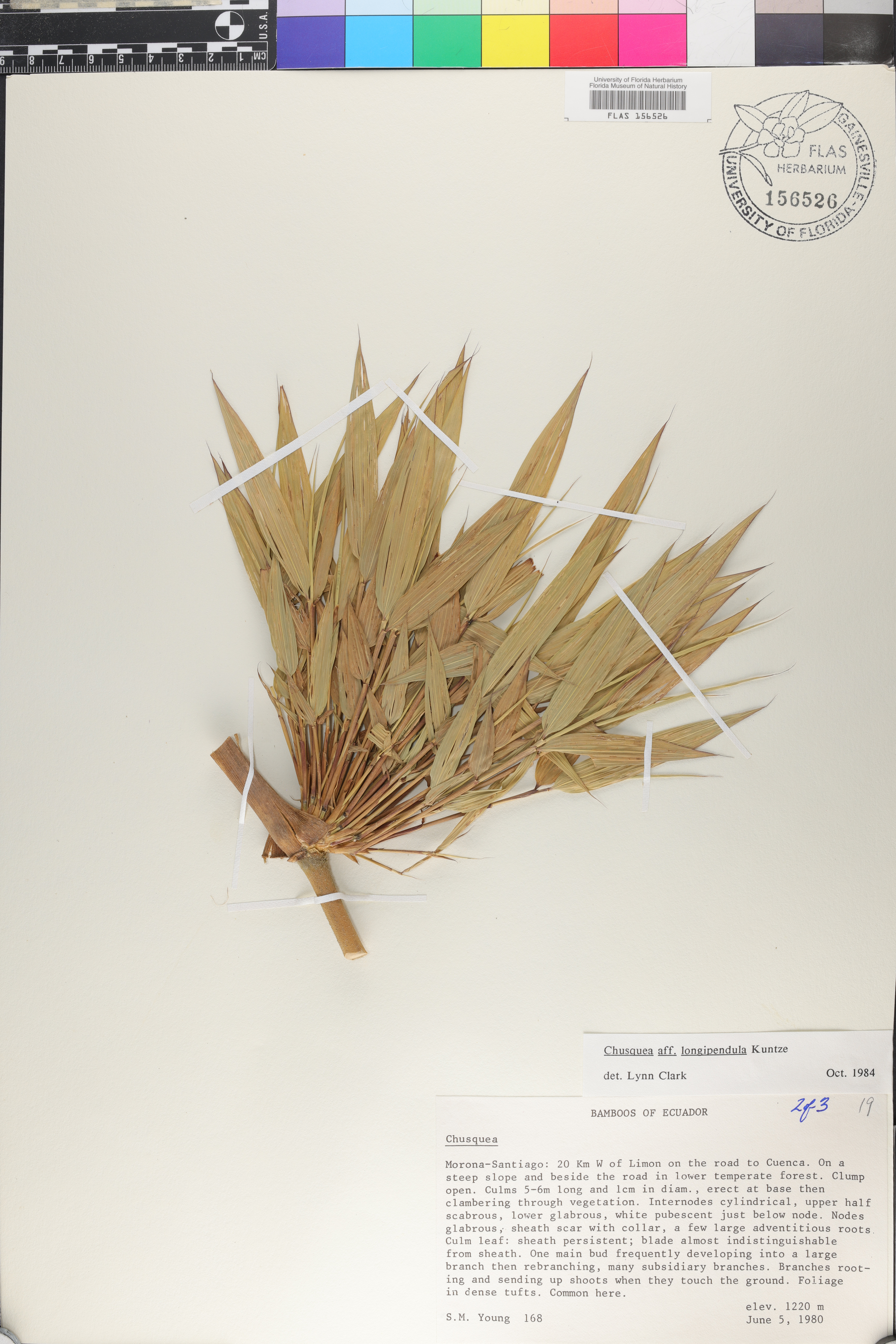 Chusquea longipendula image