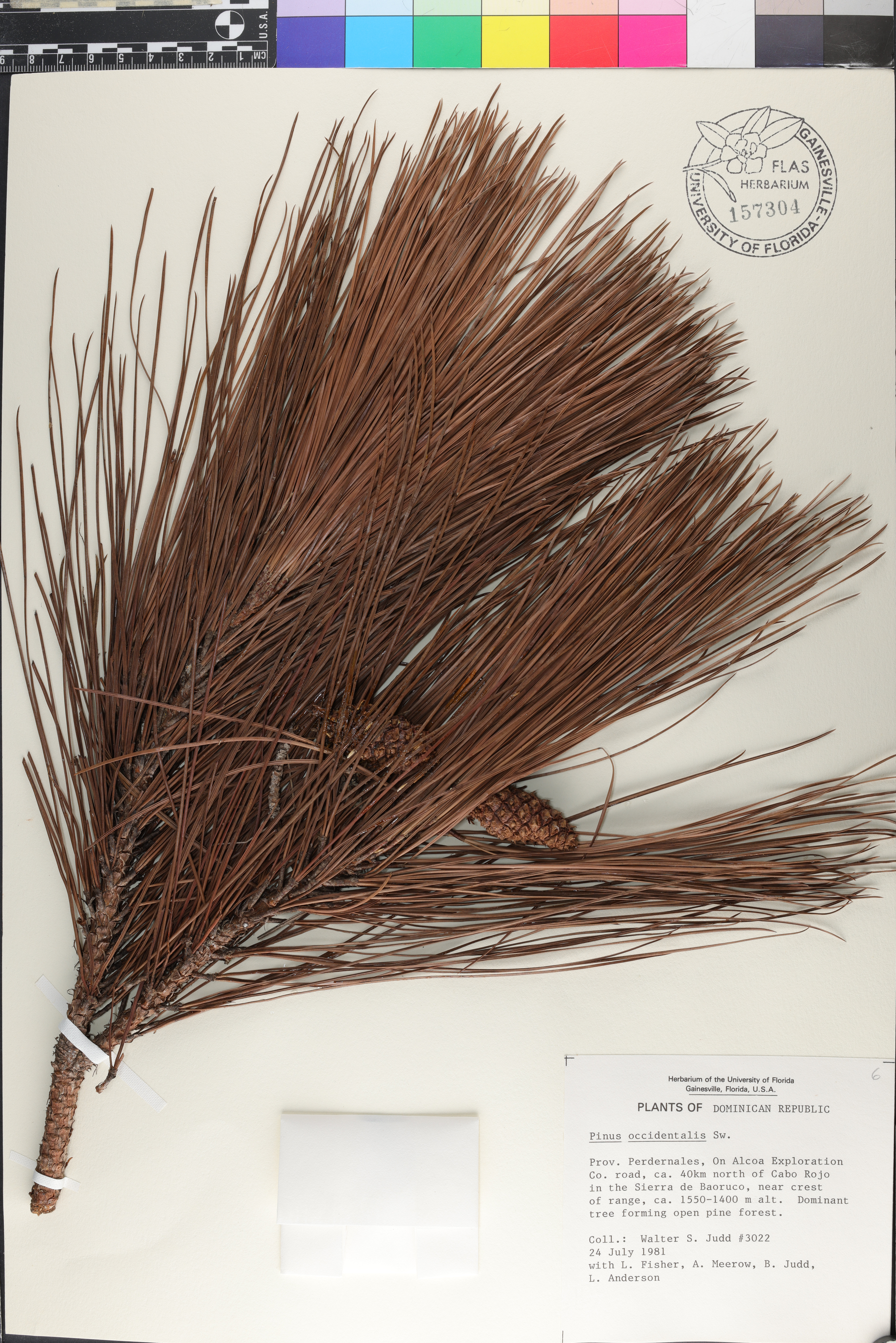Pinus occidentalis image