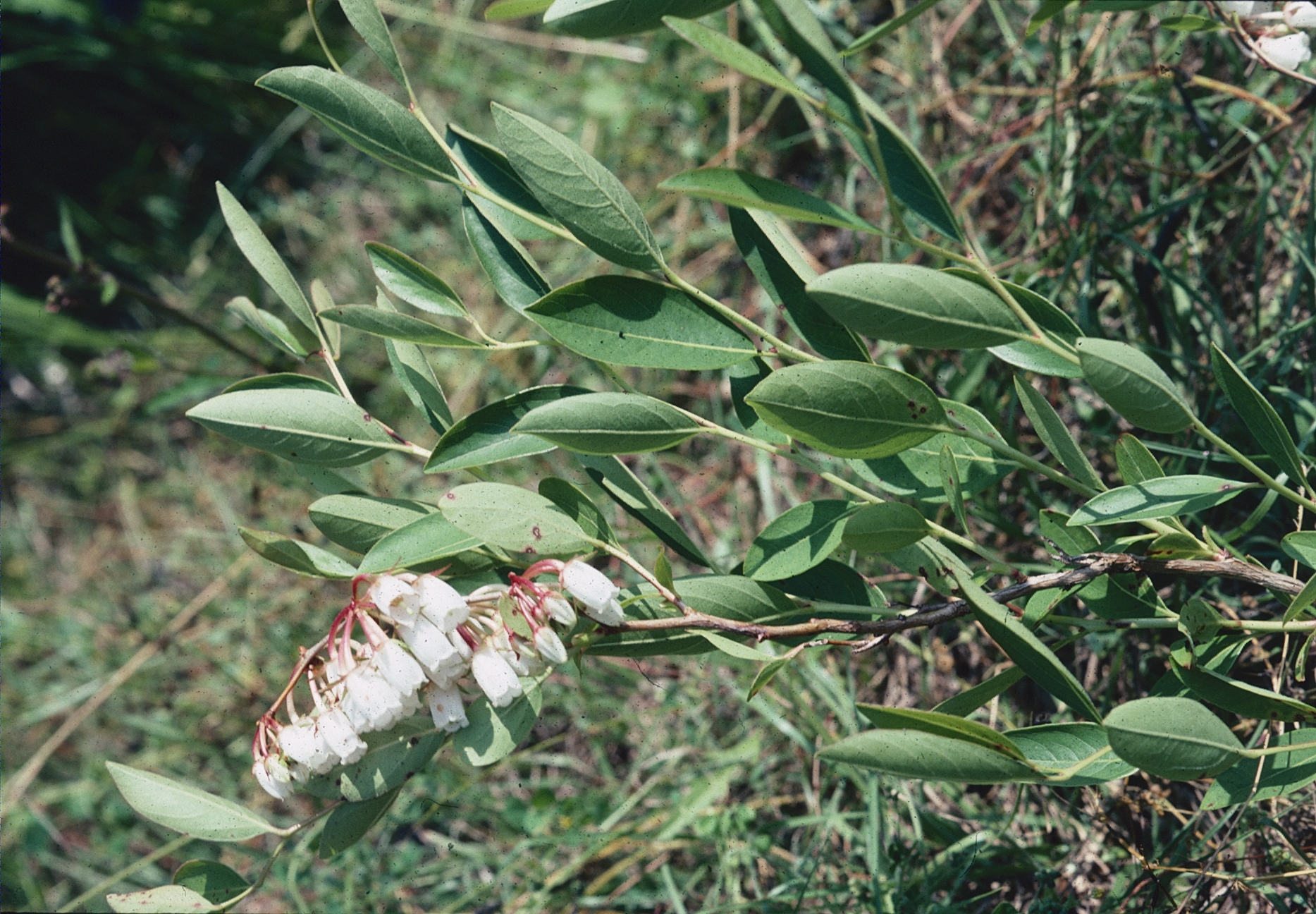 Lyonia mariana image