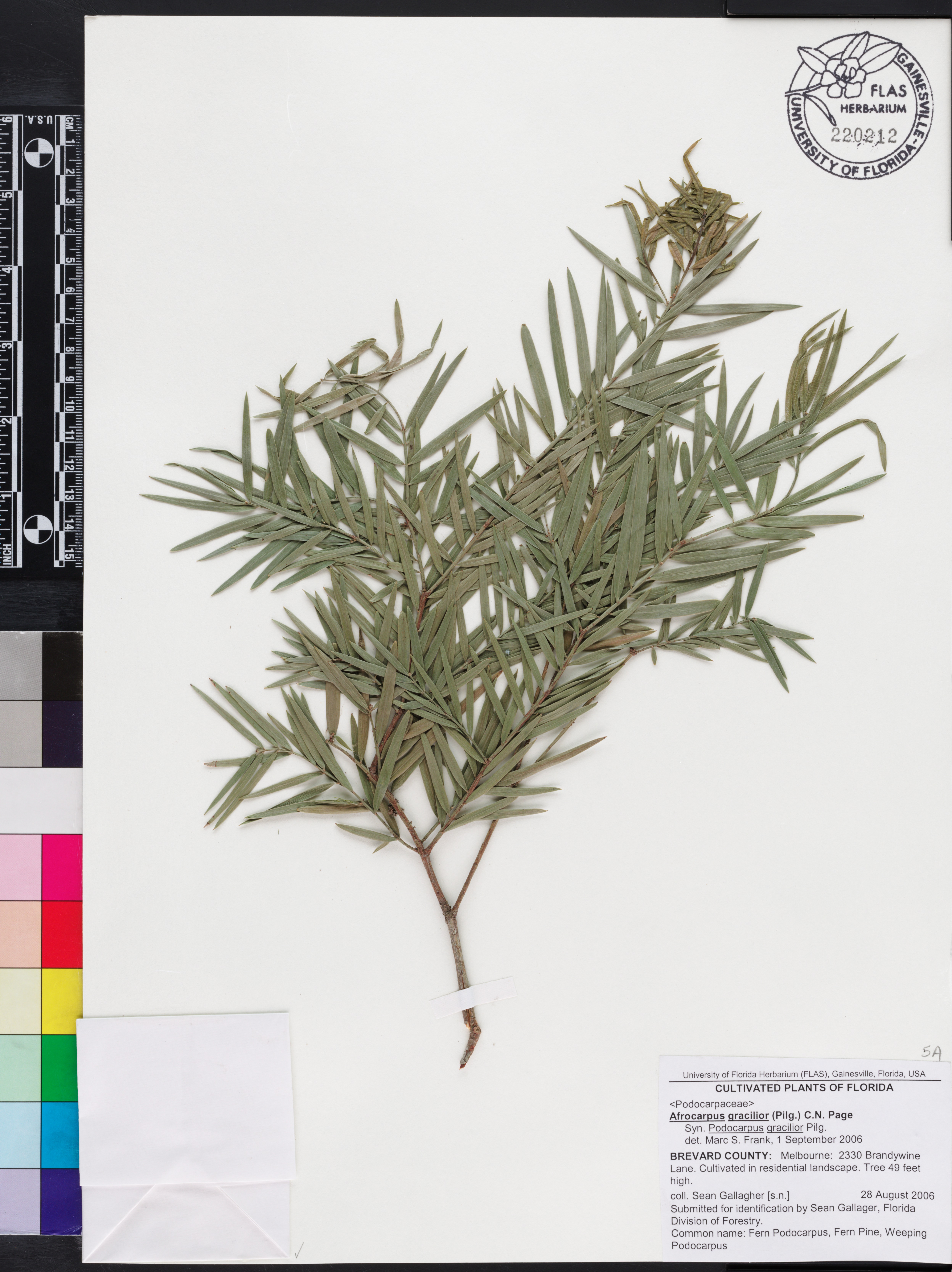 Afrocarpus gracilior image