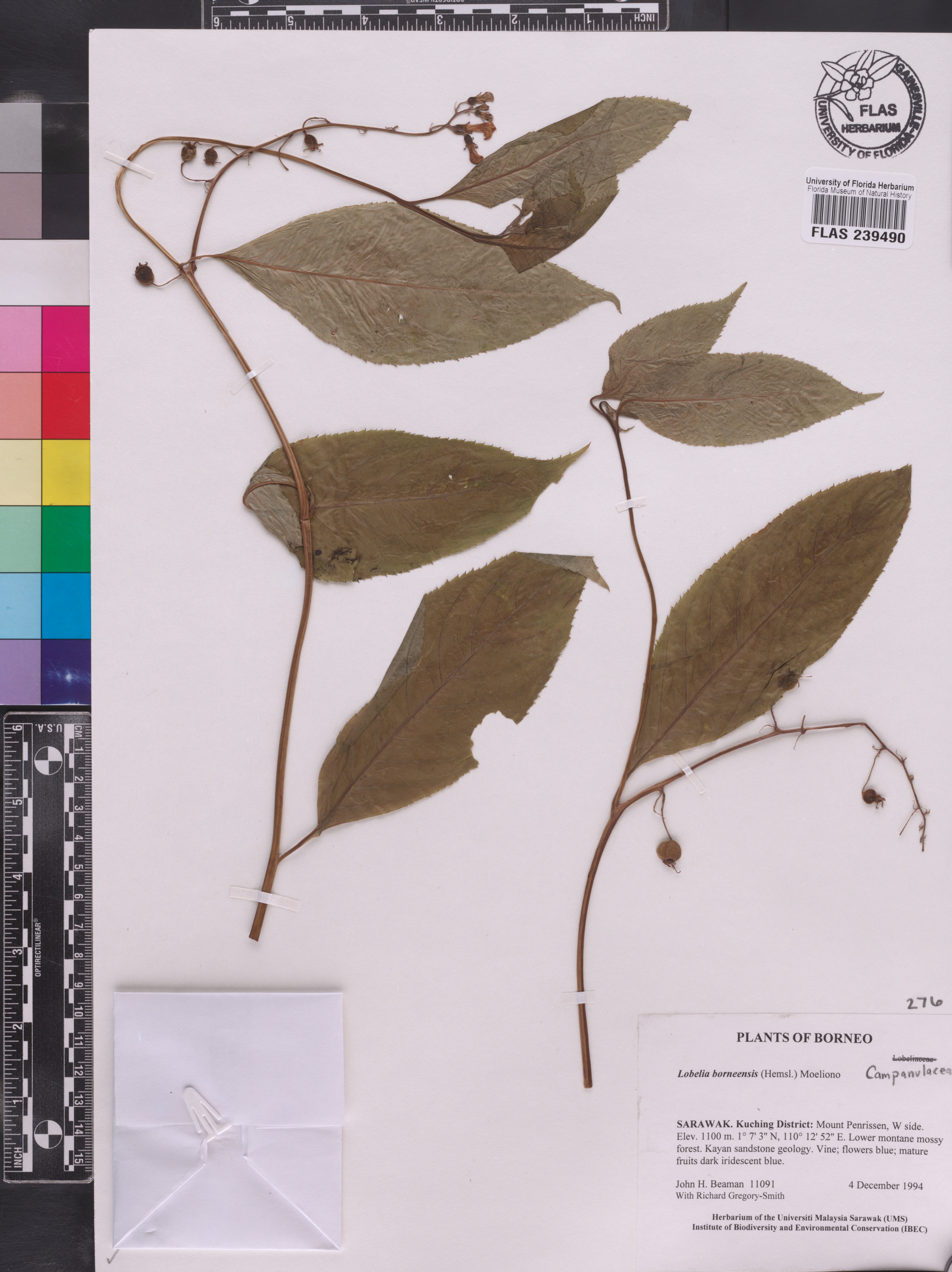 Lobelia borneensis image