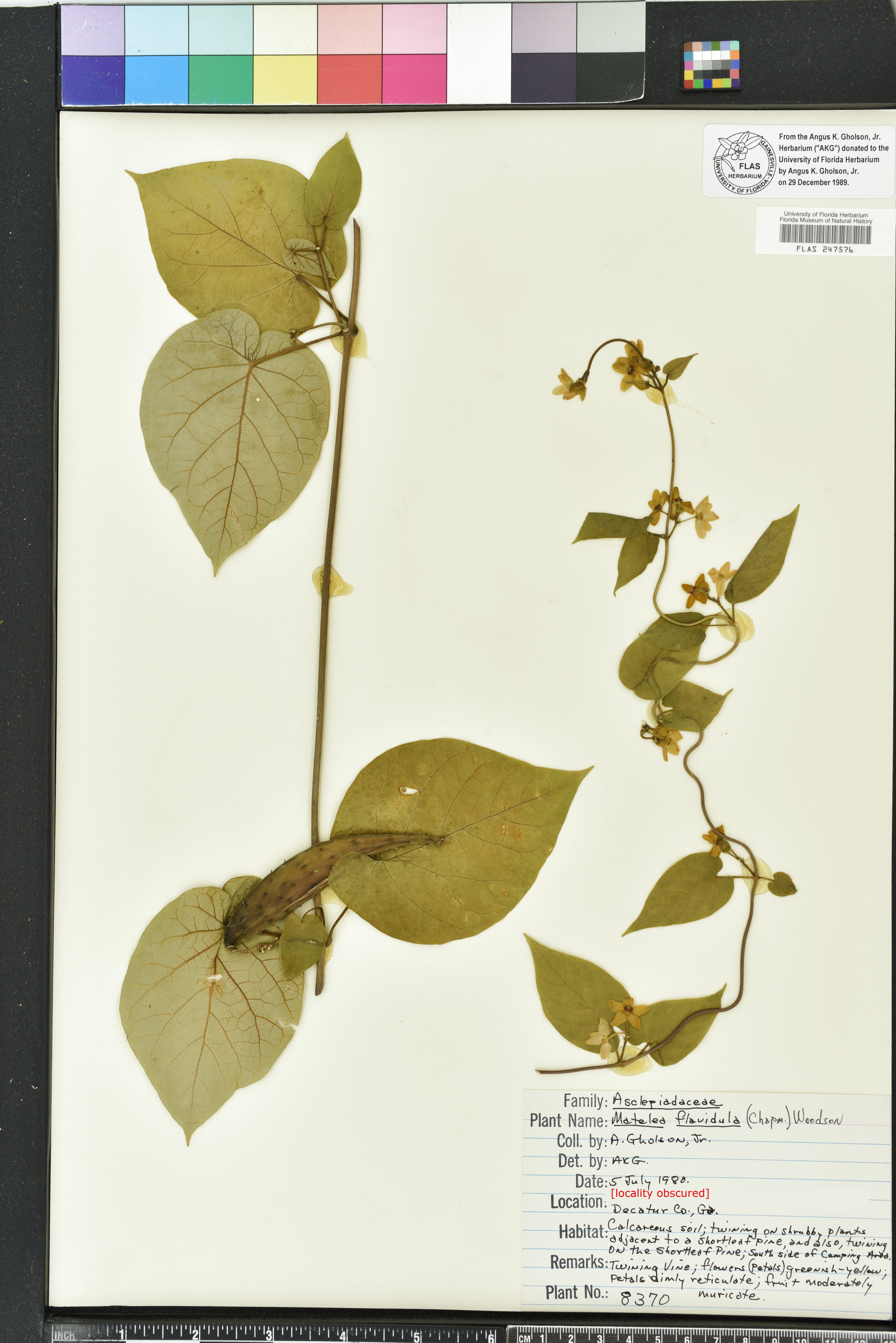 Matelea flavidula image