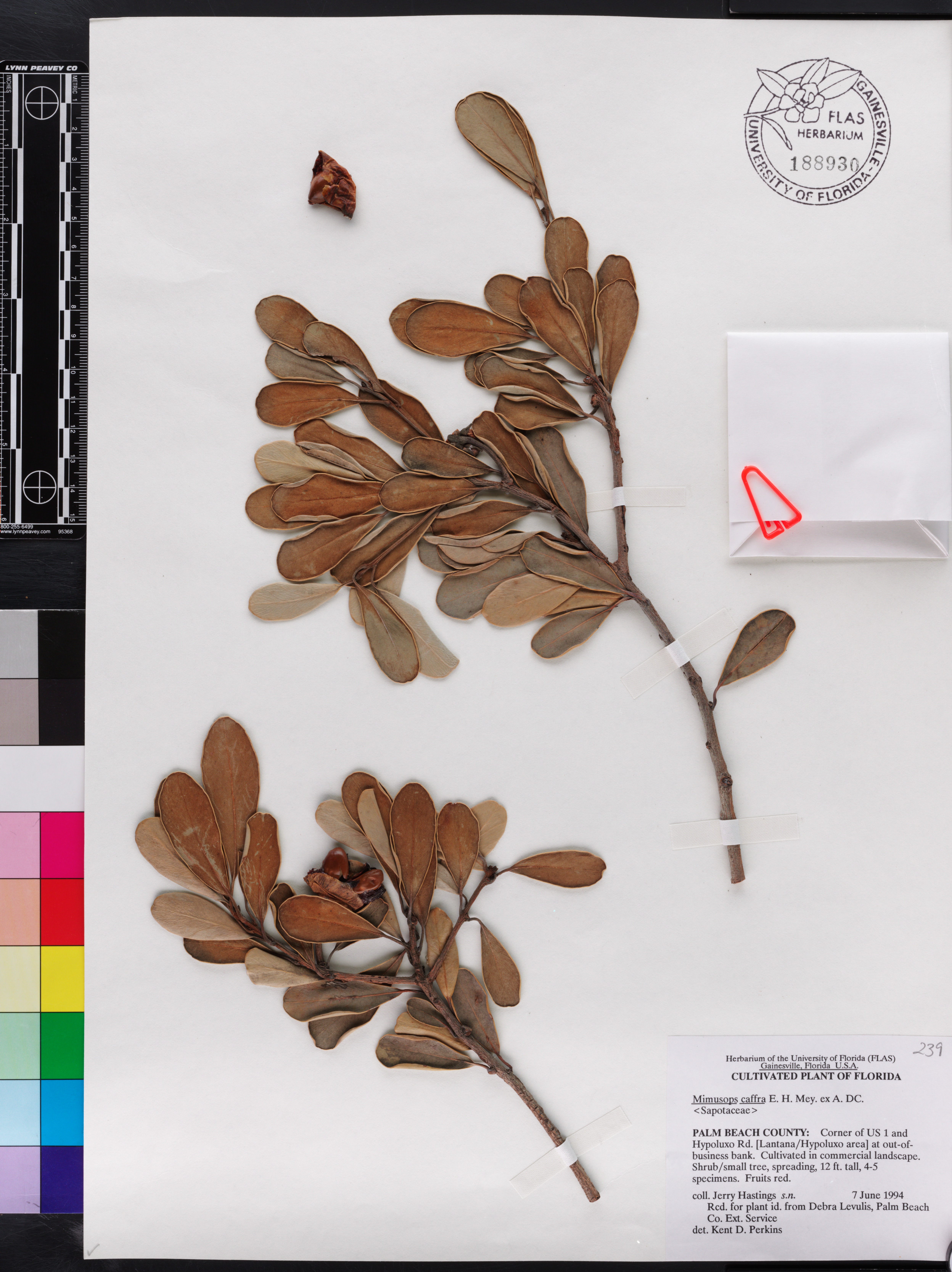 Mimusops caffra image