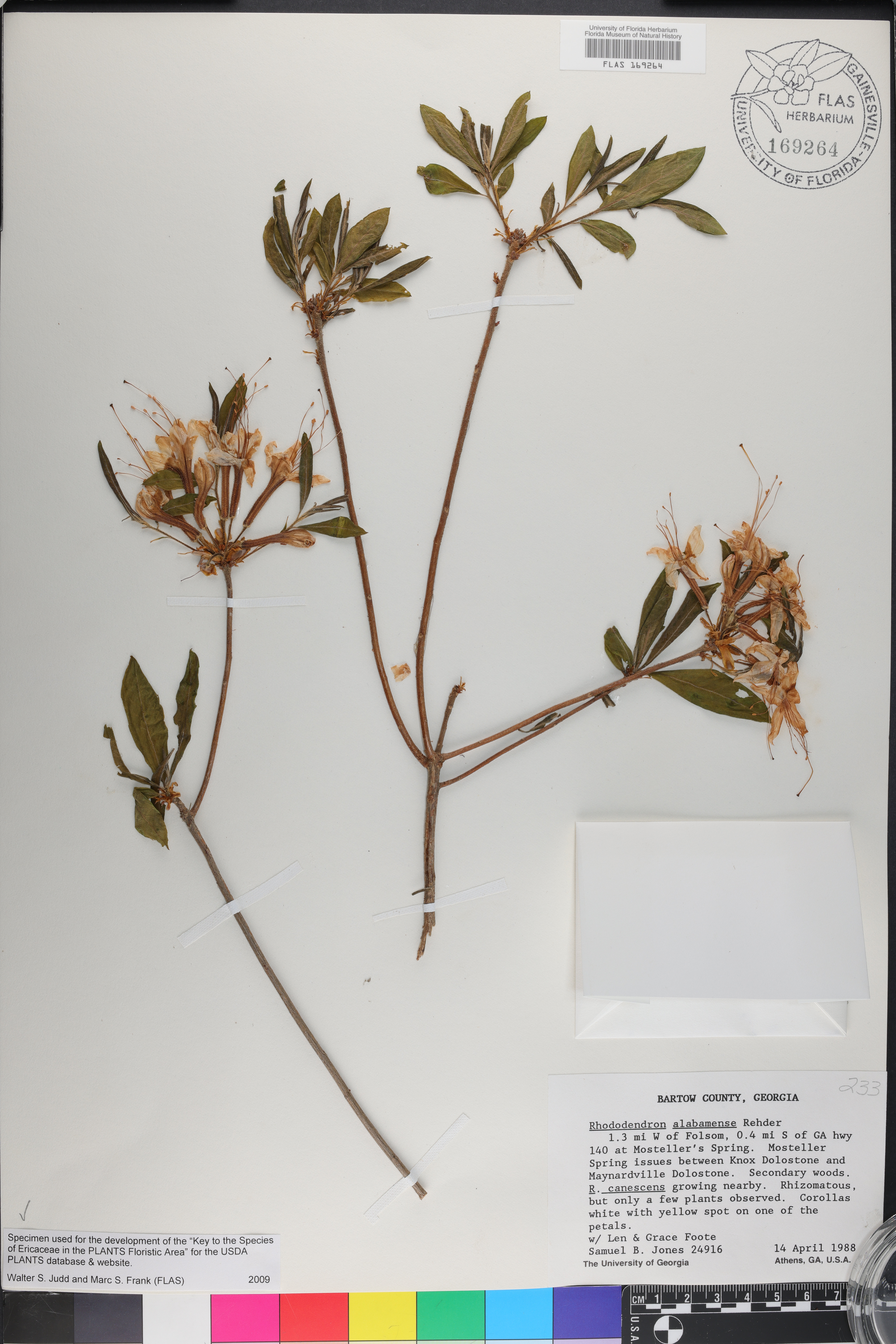 Rhododendron alabamense image