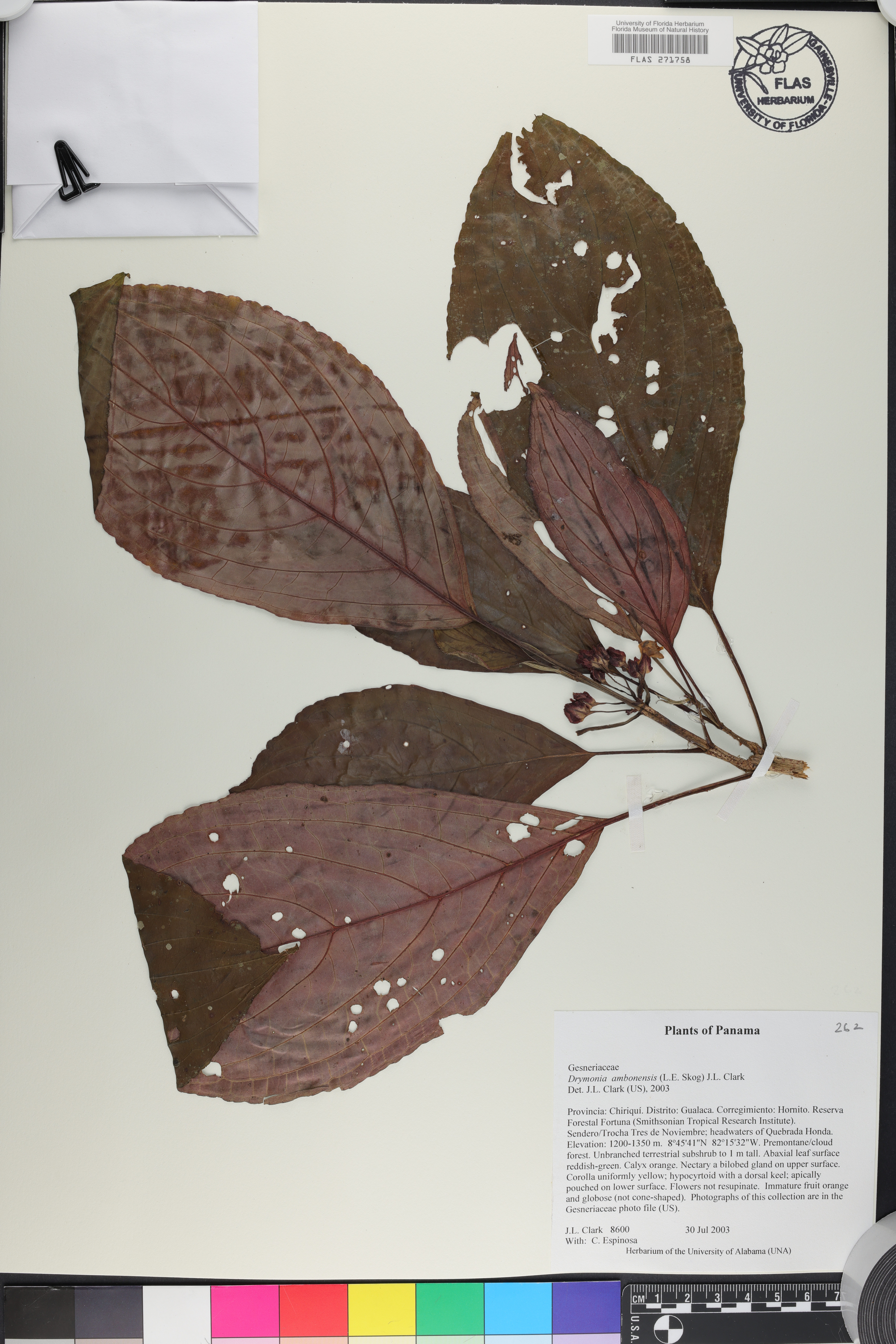 Drymonia ambonensis image