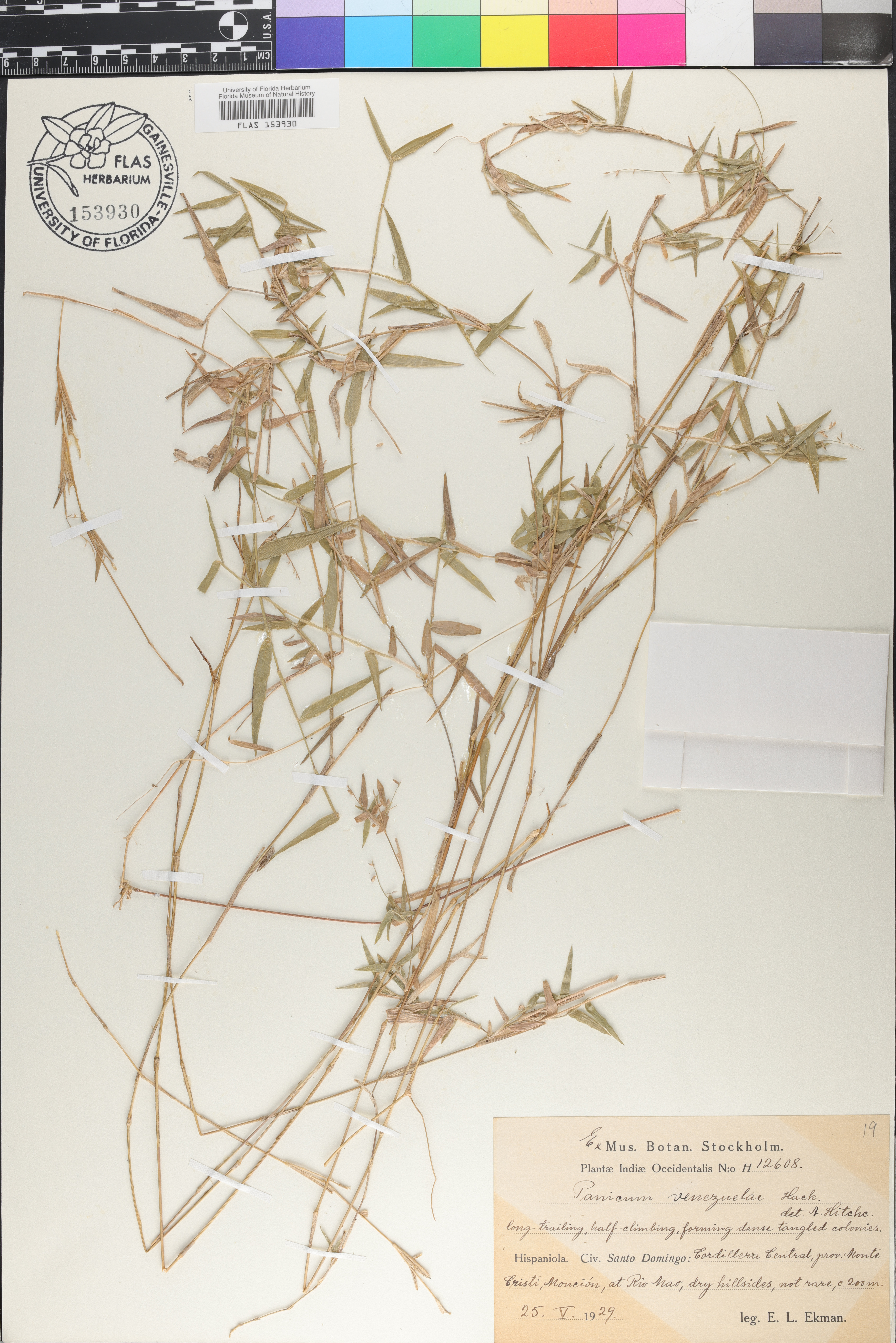 Panicum venezuelae image