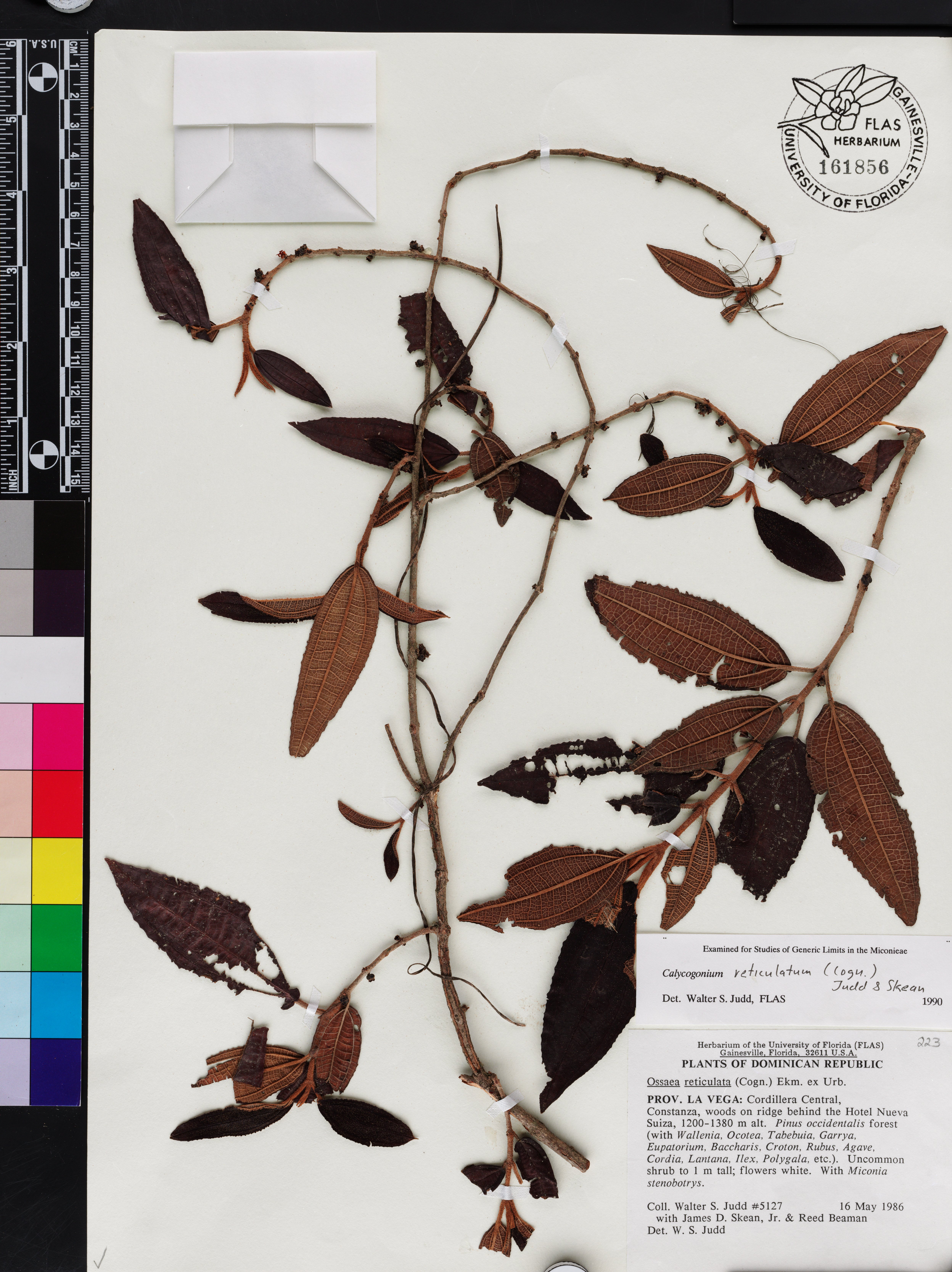 Miconia reticulatovenosa image