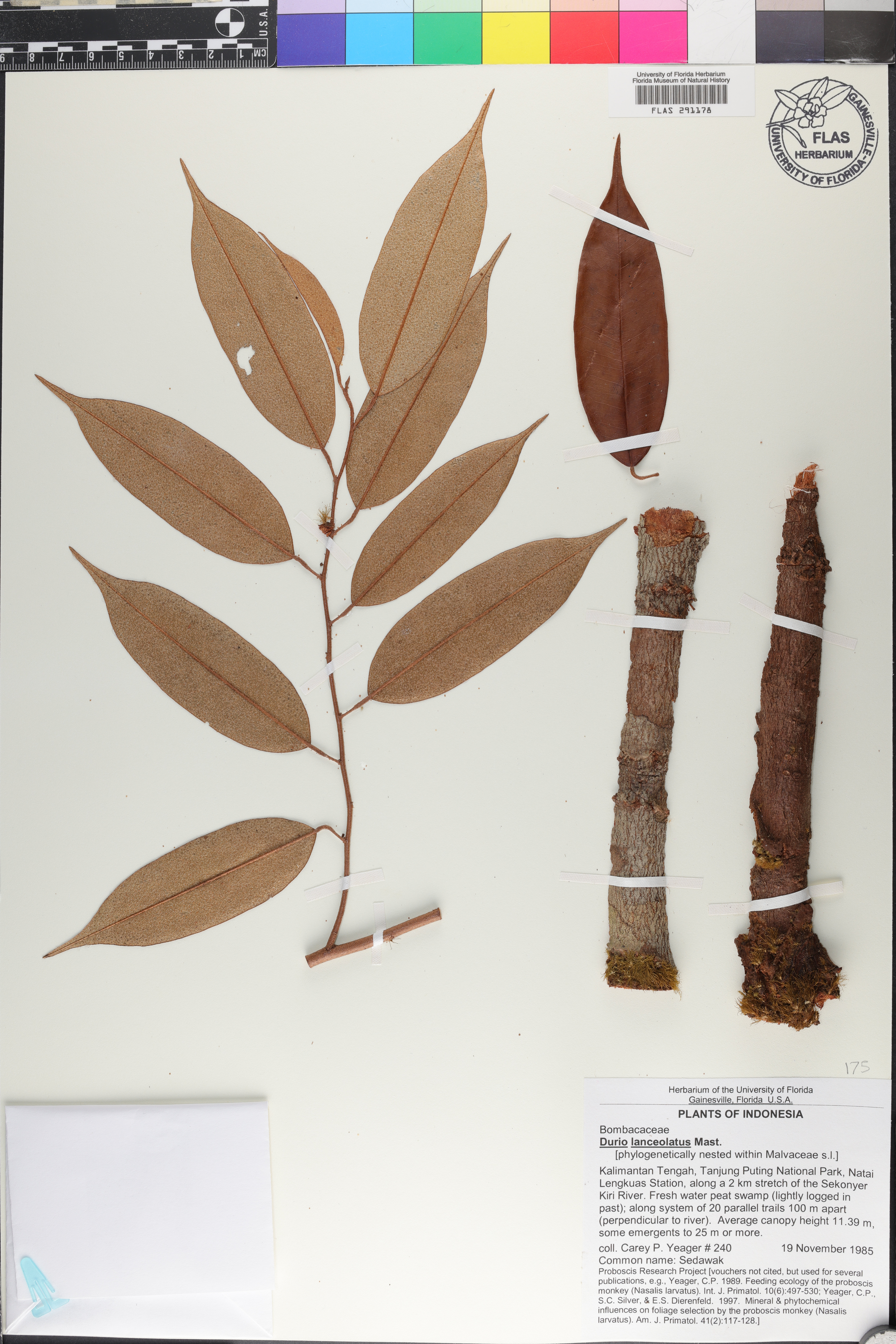 Durio lanceolatus image