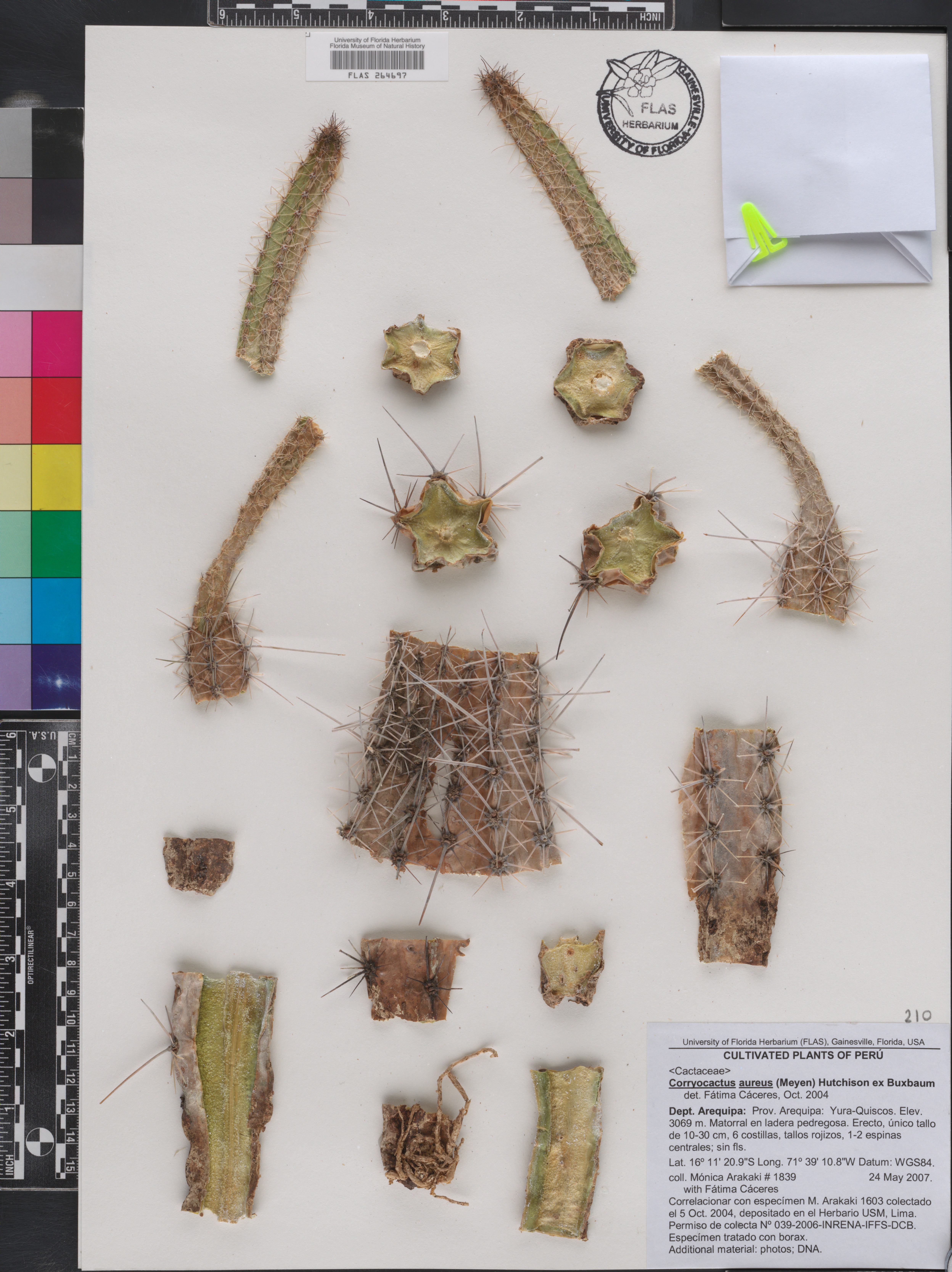 Corryocactus aureus image