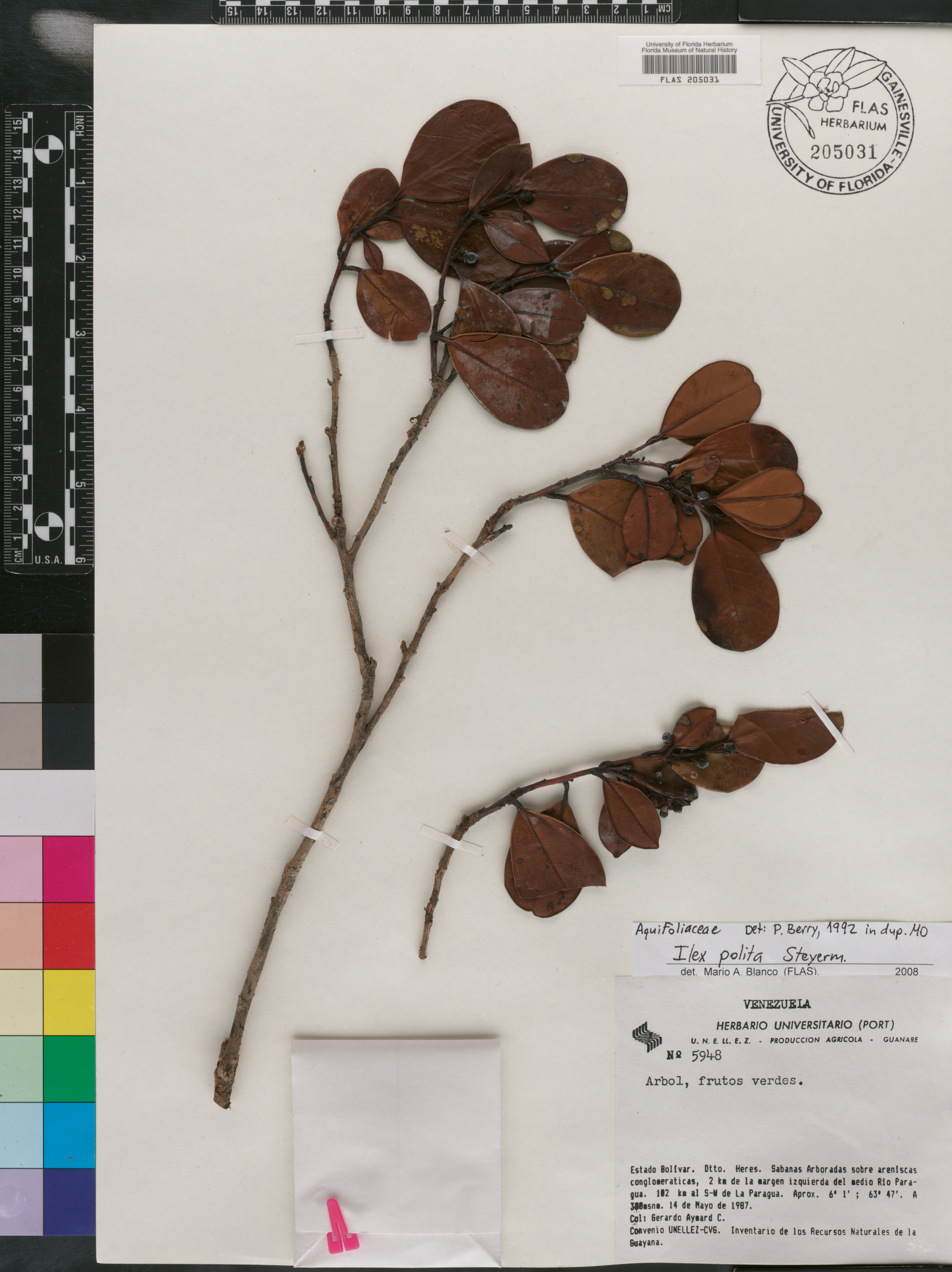 Ilex polita image