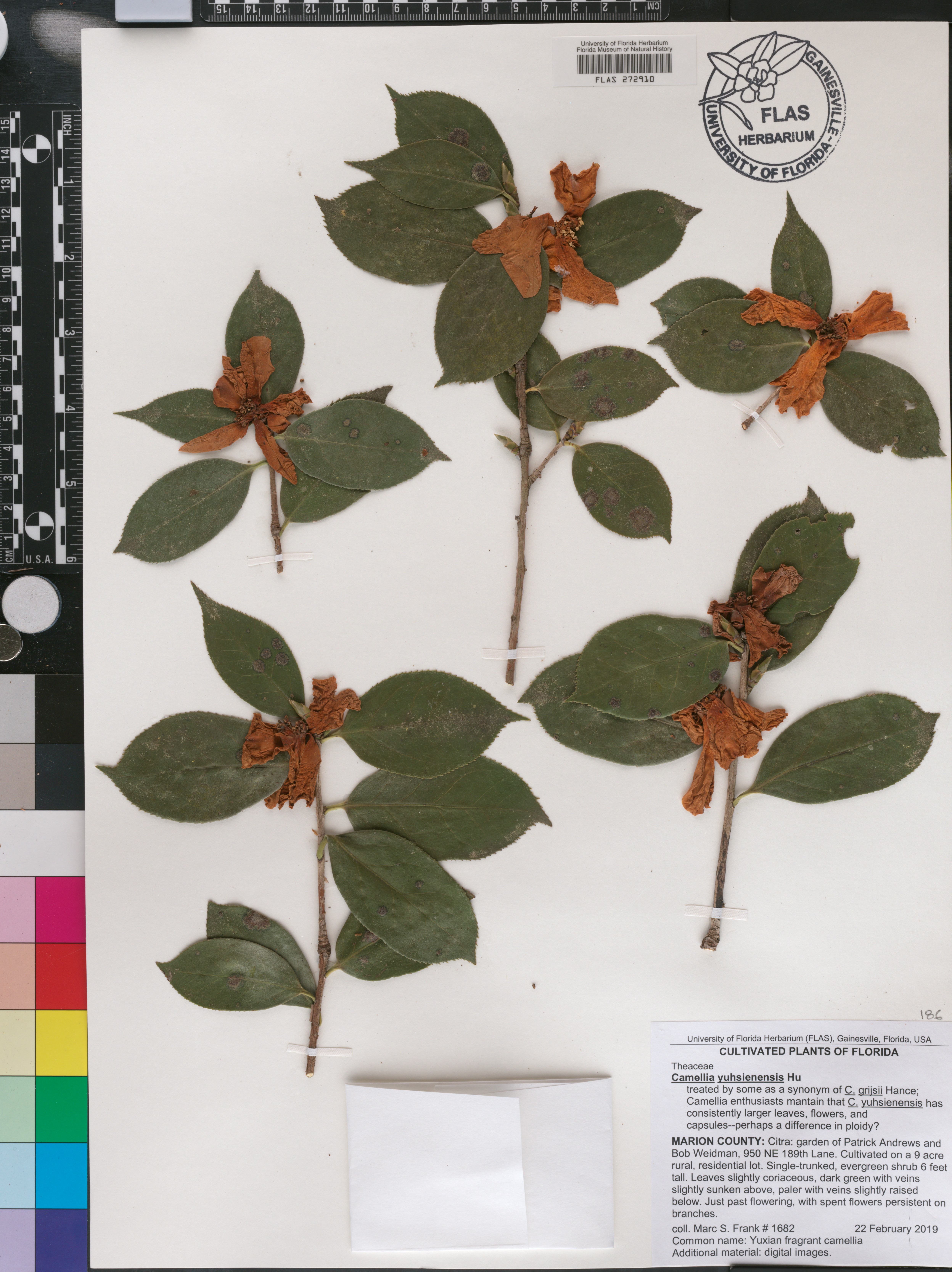 Camellia grijsii image