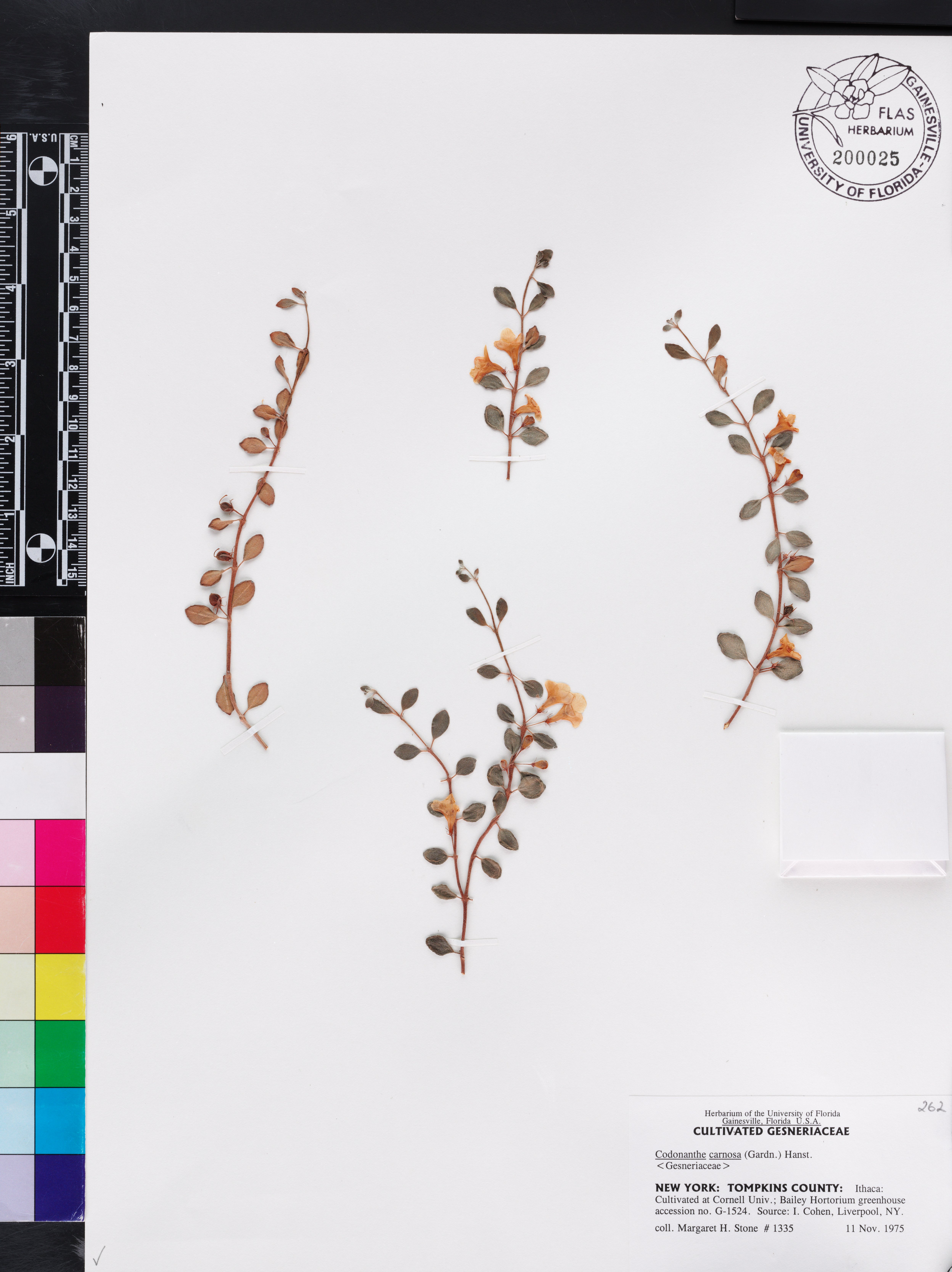 Codonanthe carnosa image