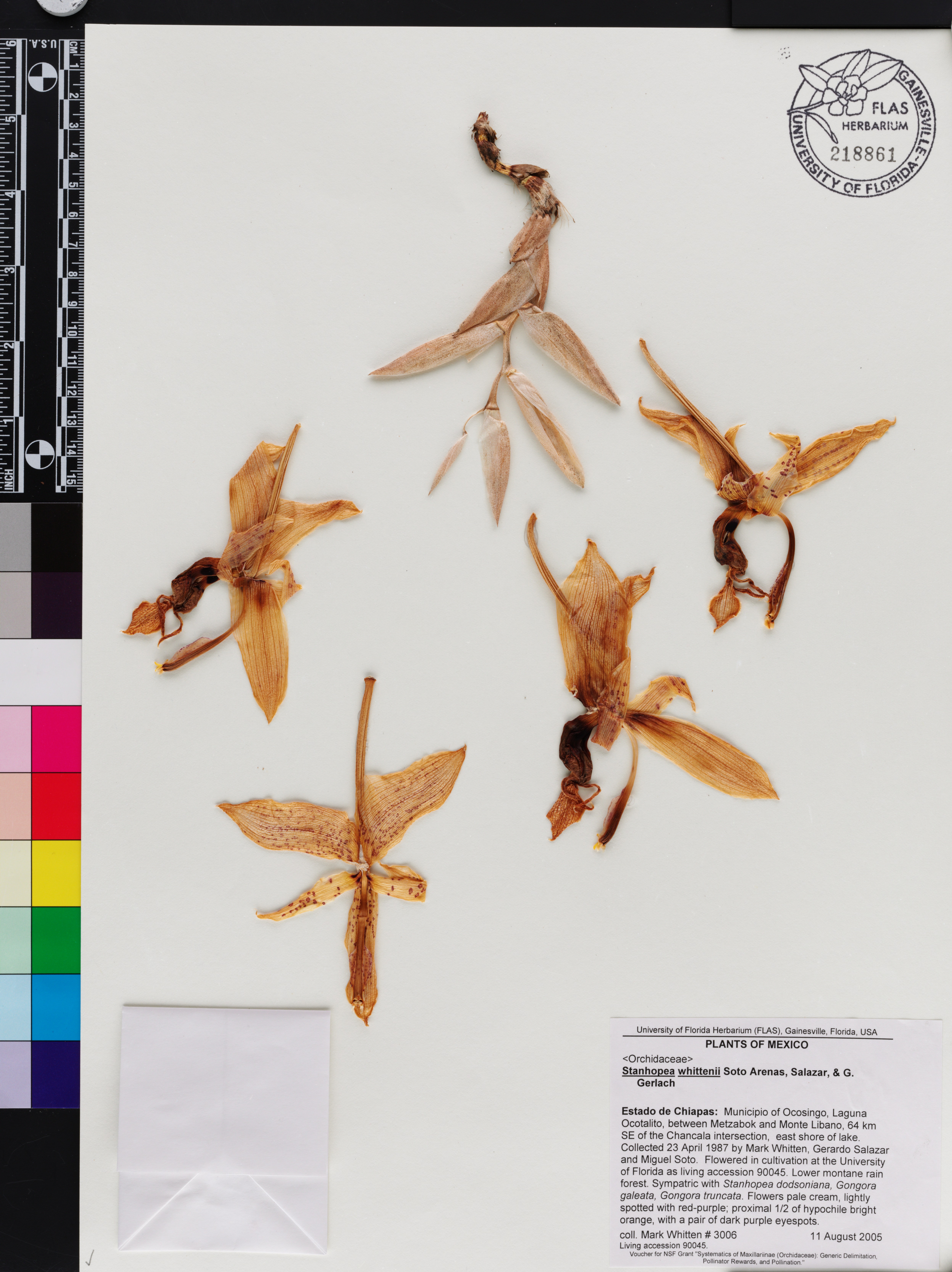 Stanhopea whittenii