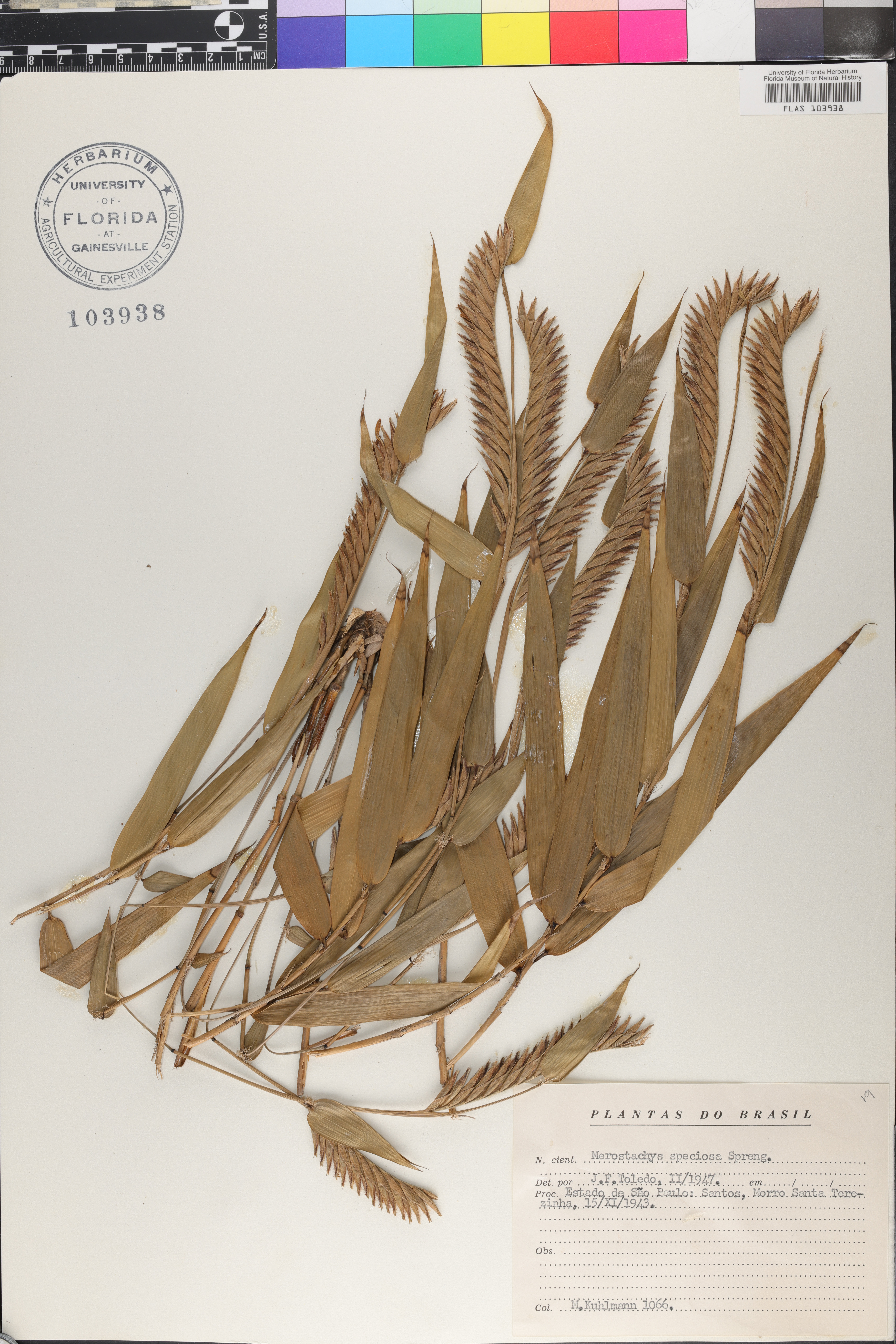 Merostachys speciosa image