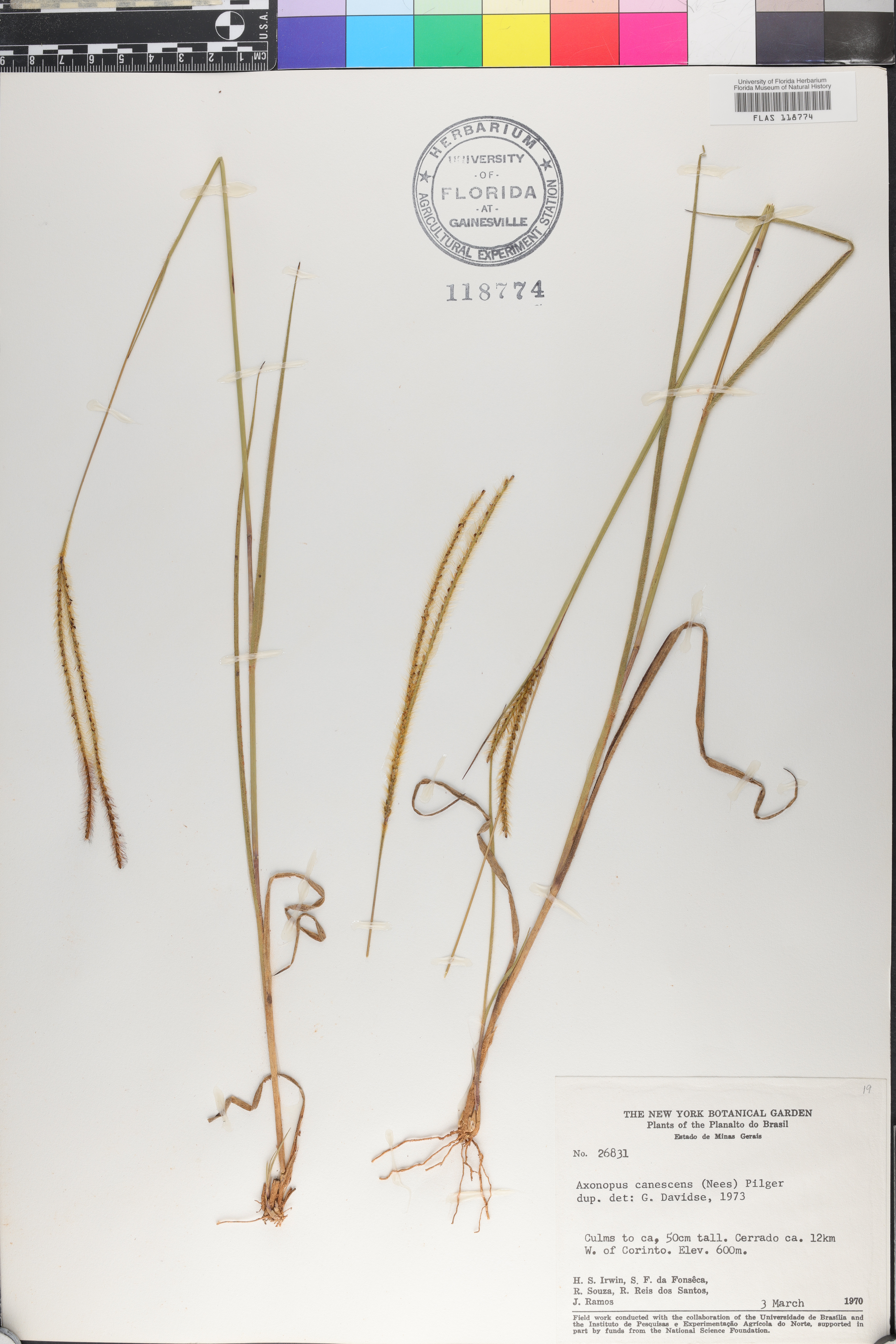 Axonopus canescens image