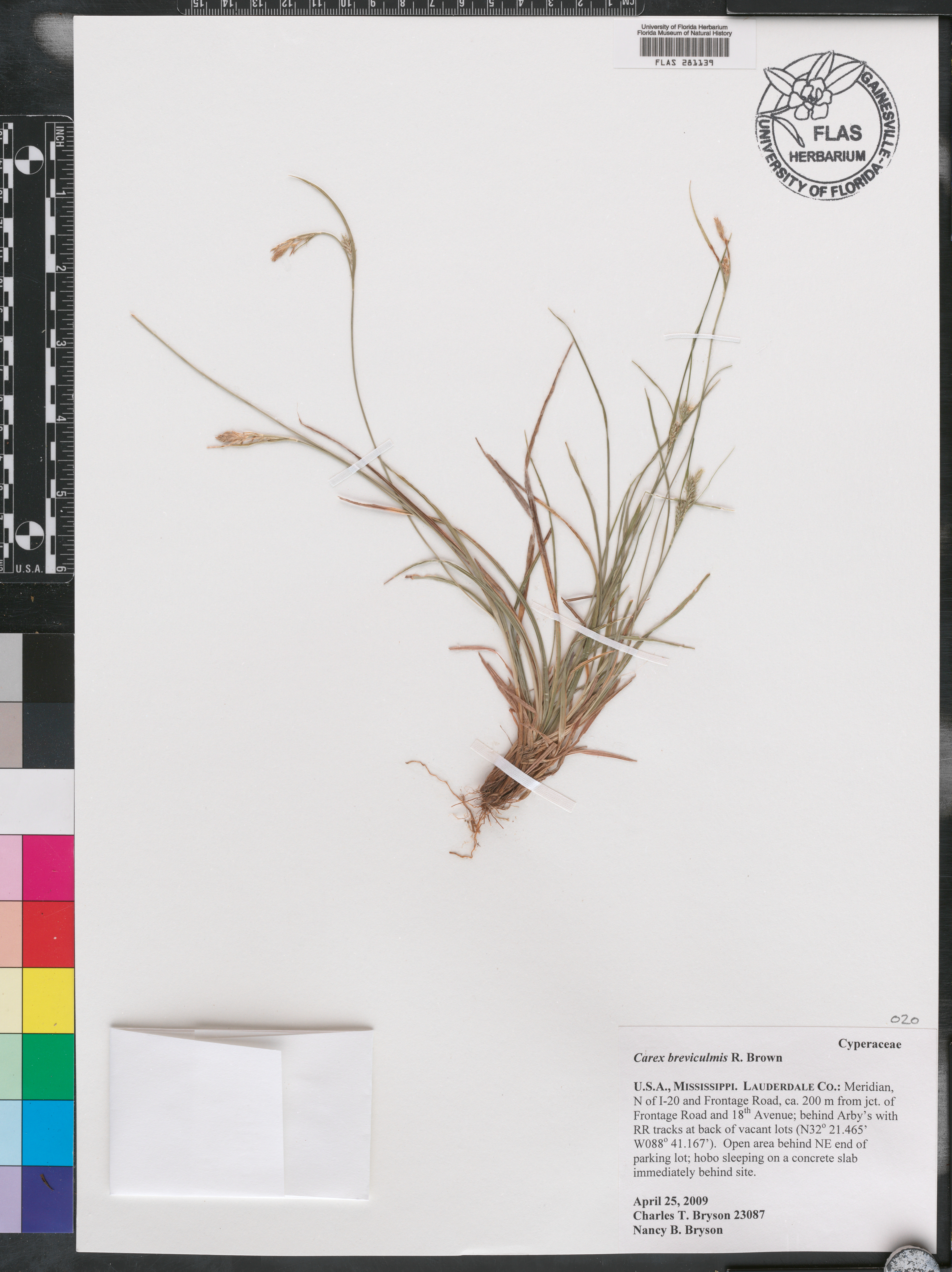 Carex breviculmis image