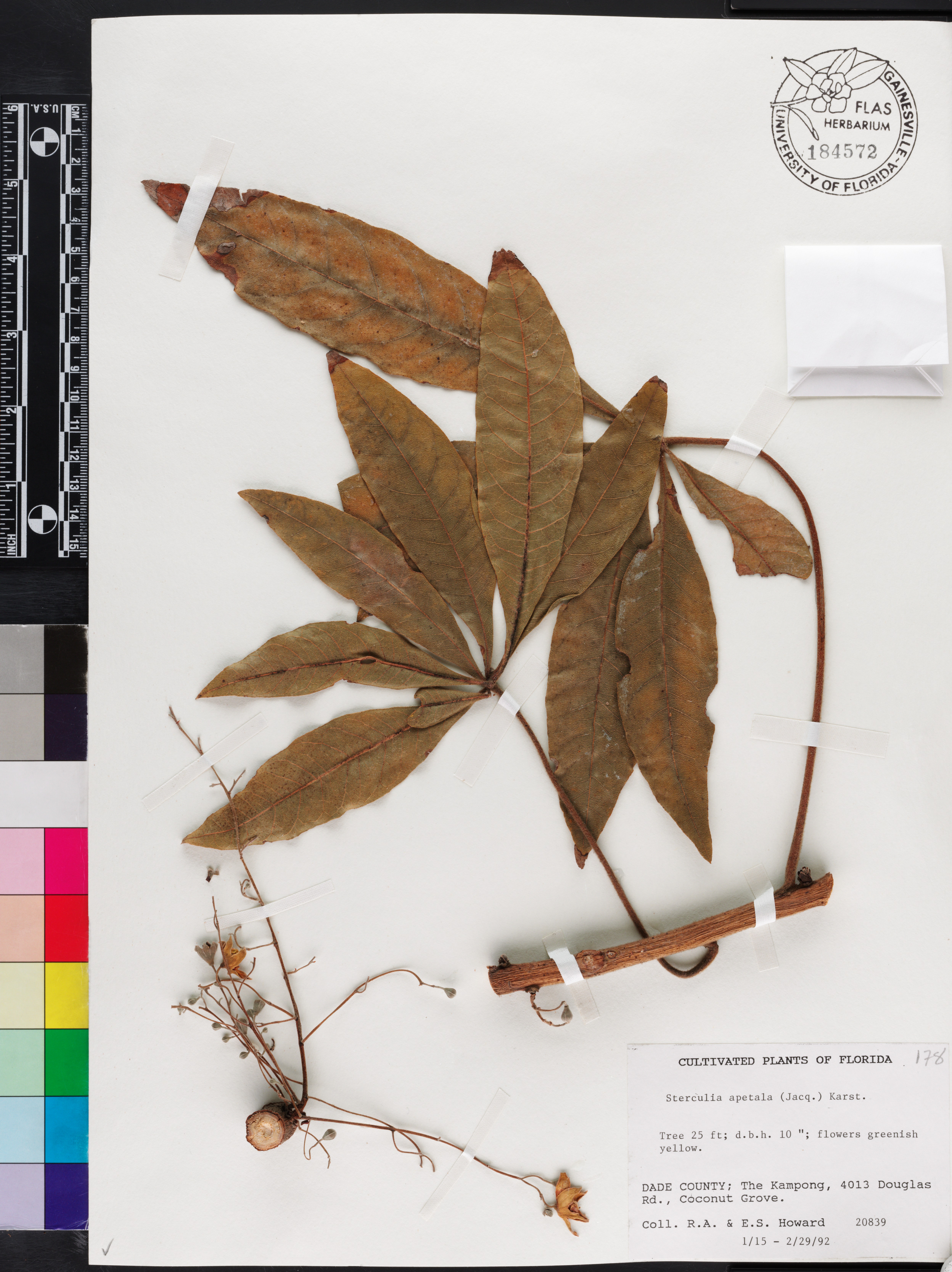 Sterculia apetala image