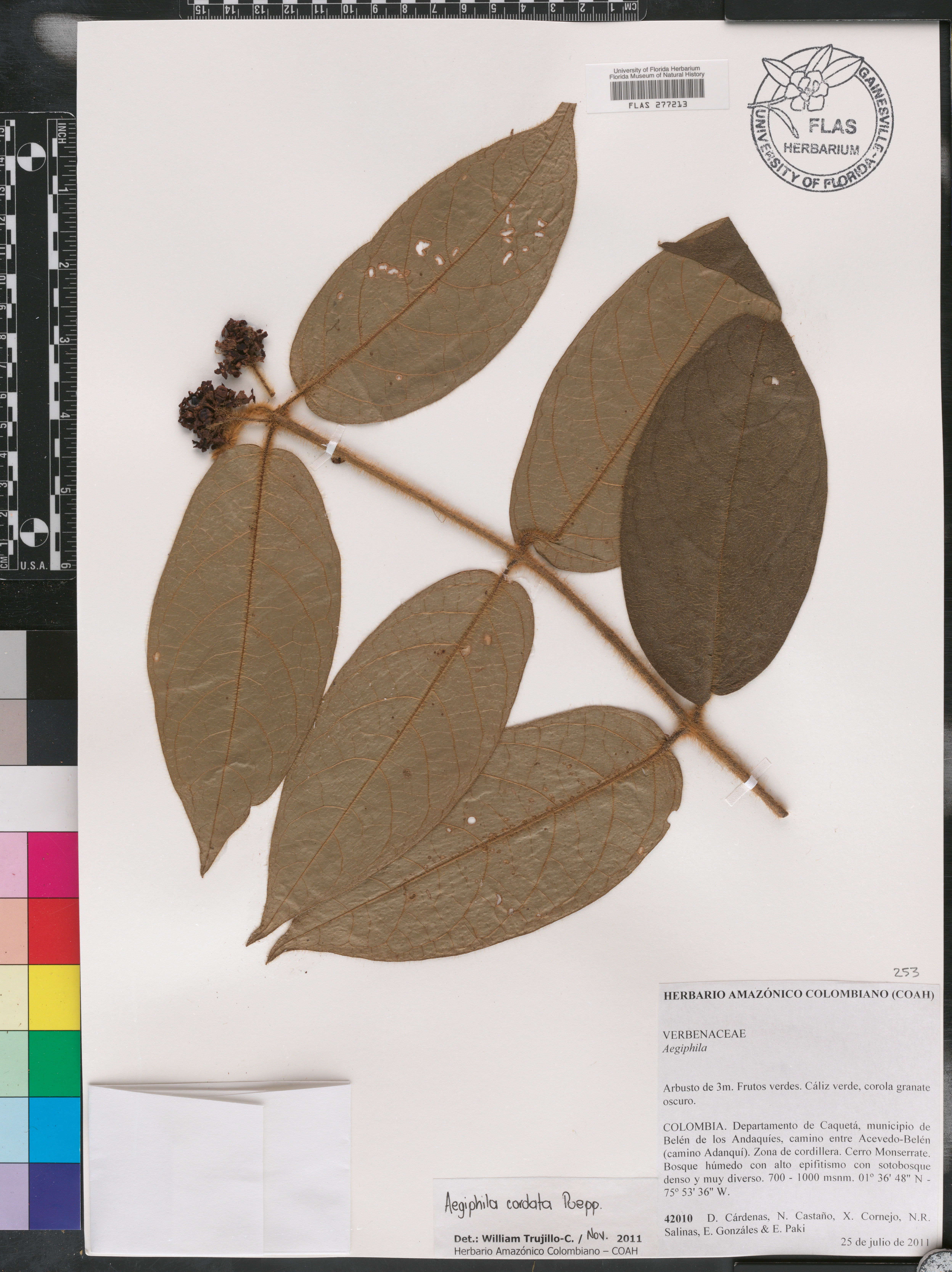 Aegiphila cordata image