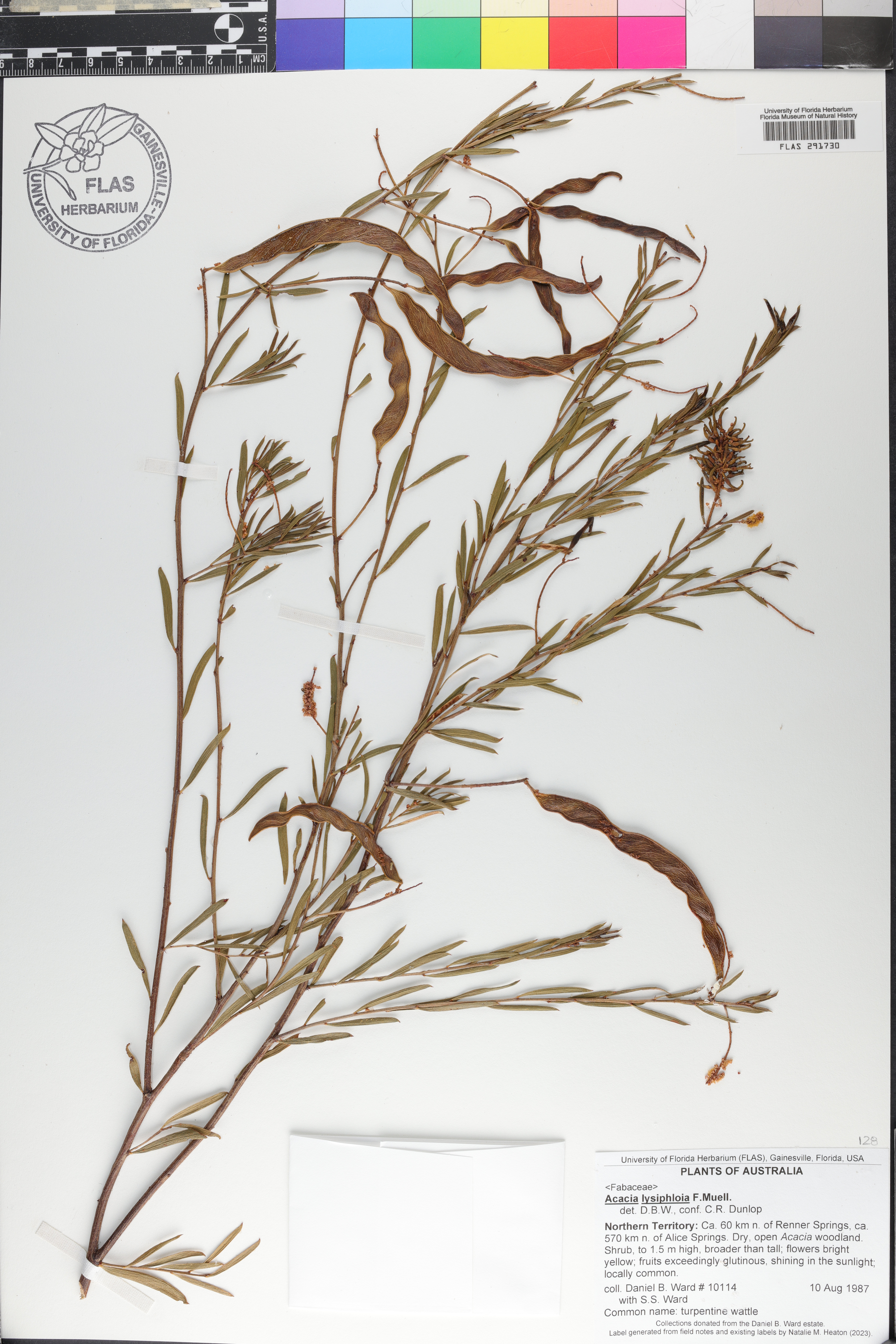 Acacia lysiphloia image