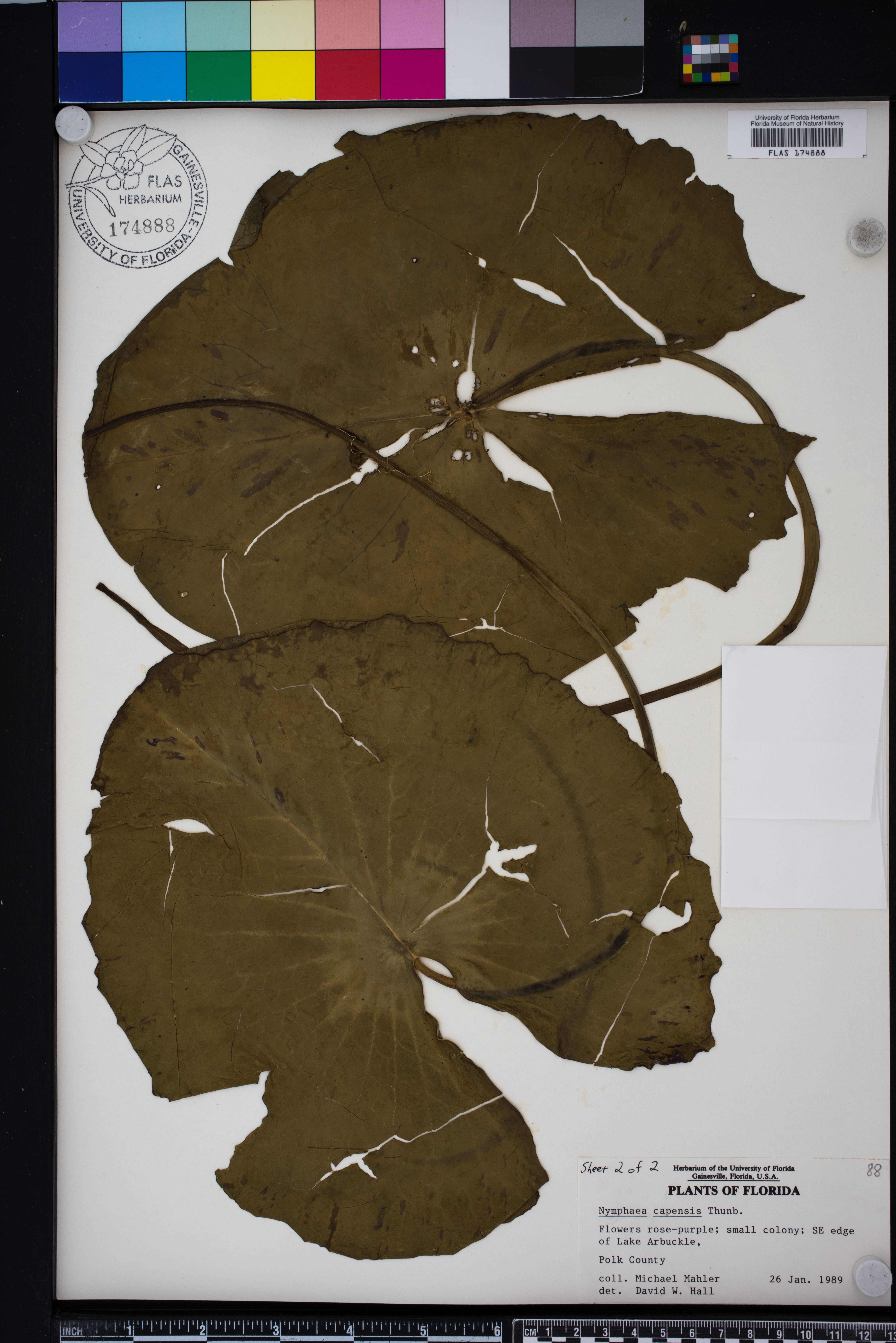 Nymphaea capensis image