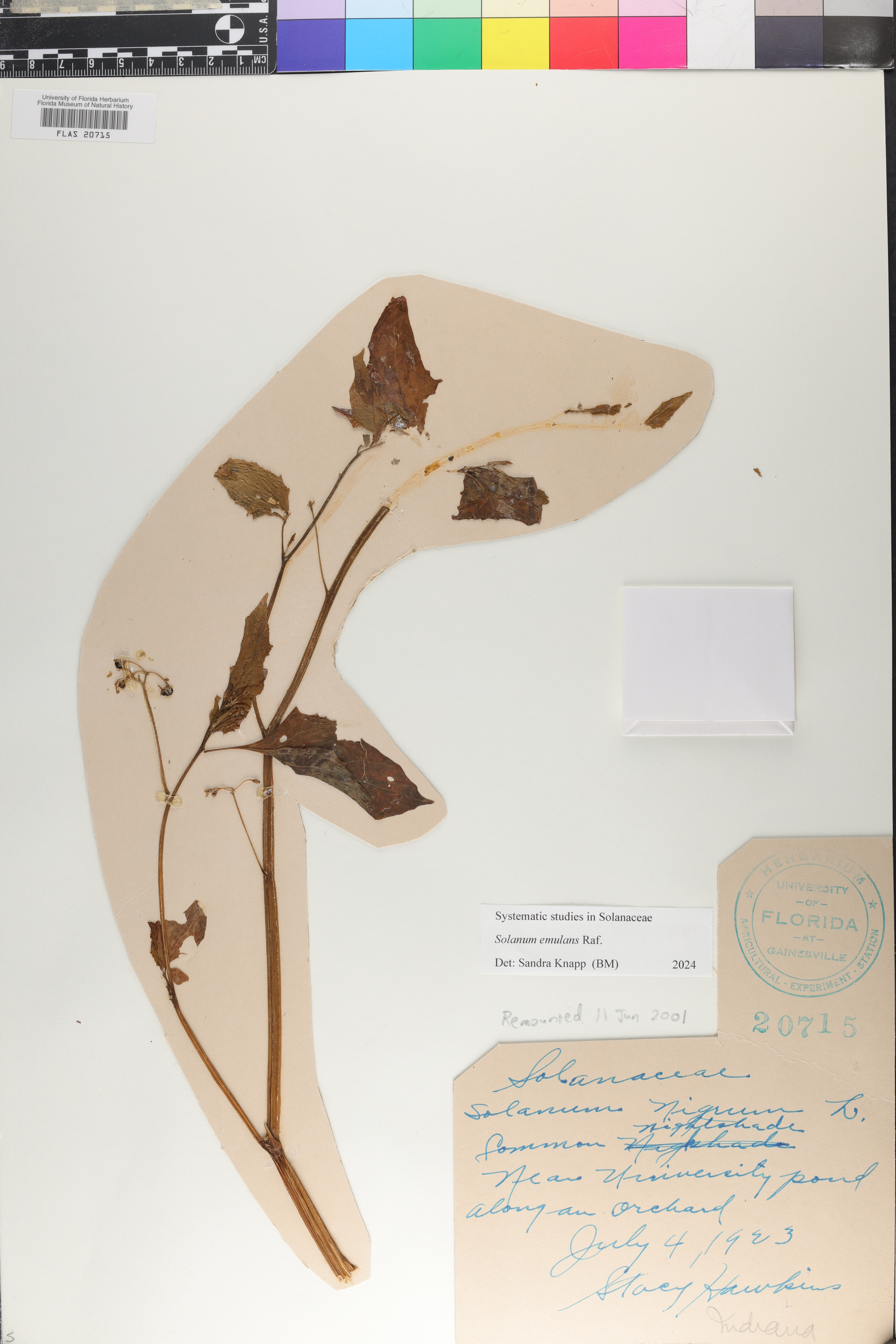 Solanum emulans image